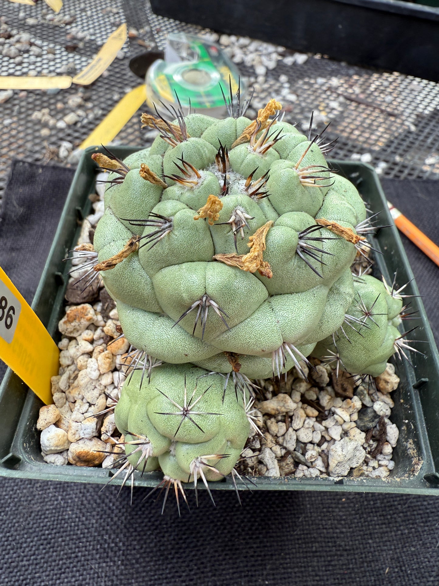 Ortegocactus macdougalii specimen 186 very nice and clean