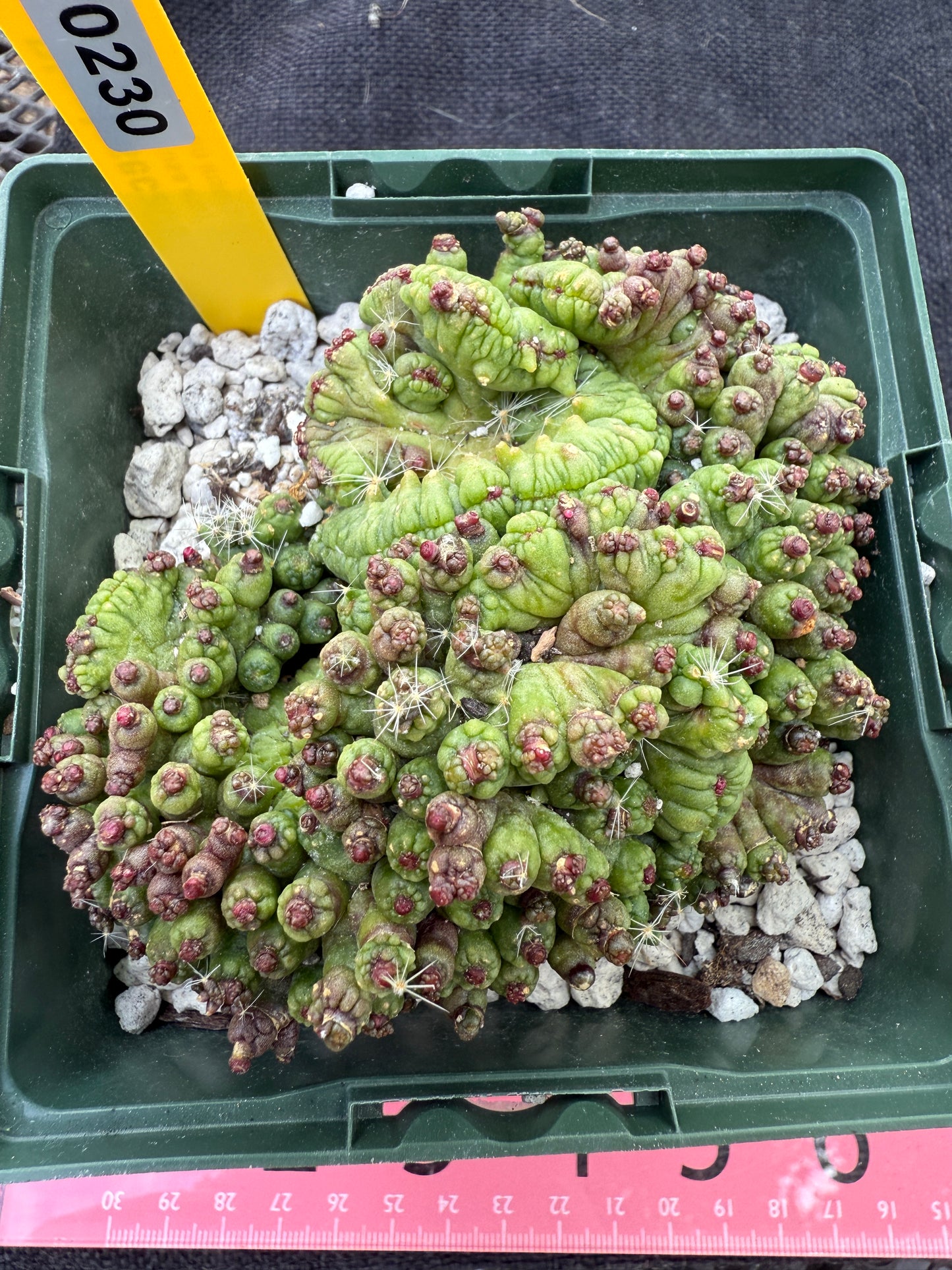 Mammillaria red Fred crest rare plant 230