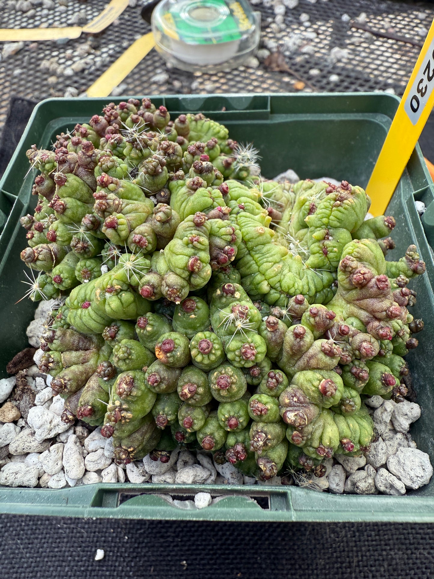 Mammillaria red Fred crest rare plant 230