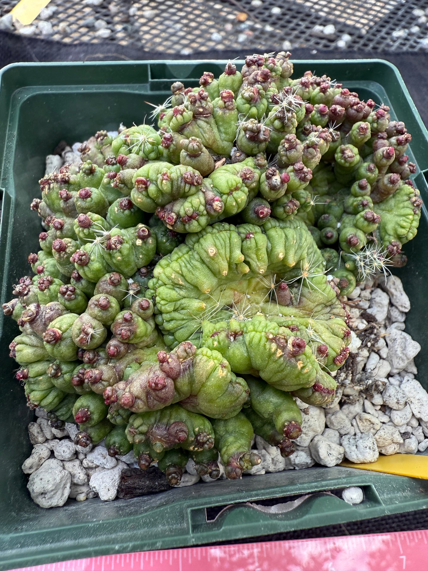 Mammillaria red Fred crest rare plant 230