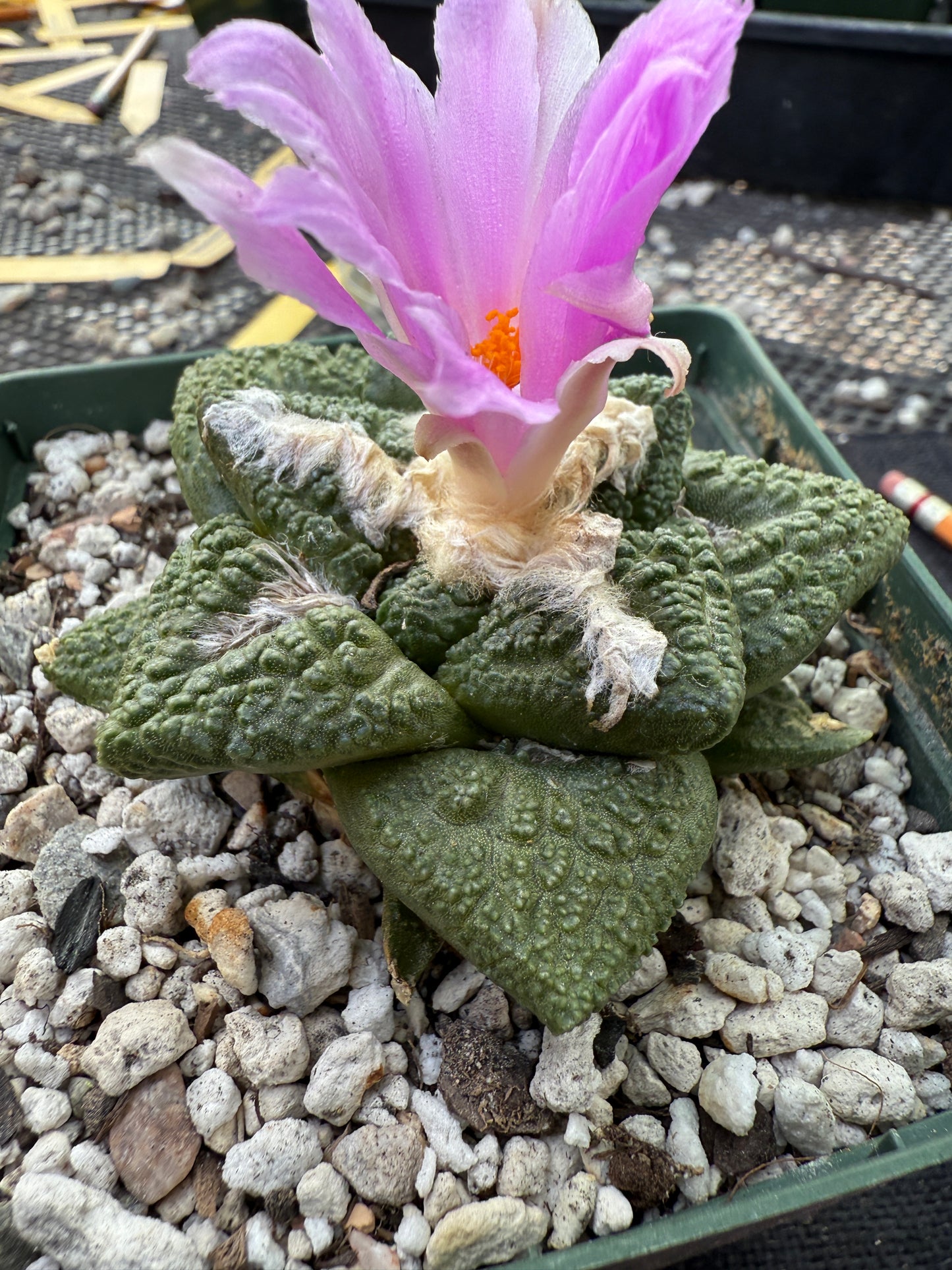 Ariocarpus fissuratus very nice 221