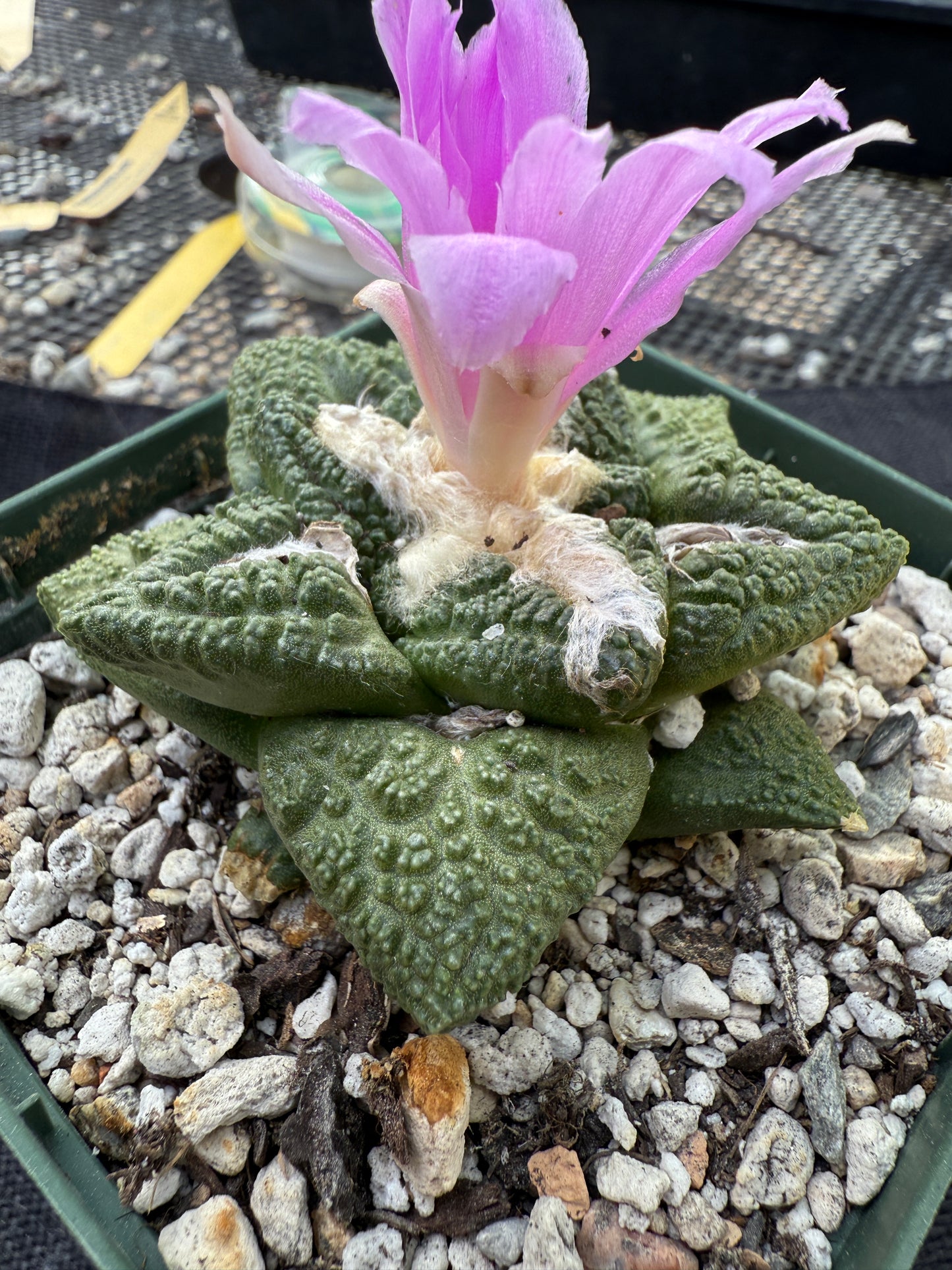 Ariocarpus fissuratus very nice 221