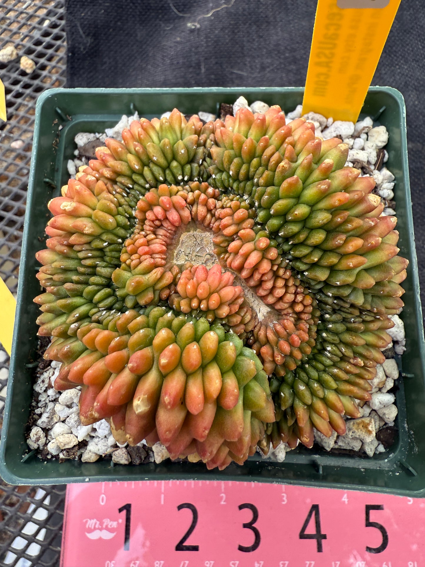 Gymnocalycium inermis crest kohyo beautiful 227
