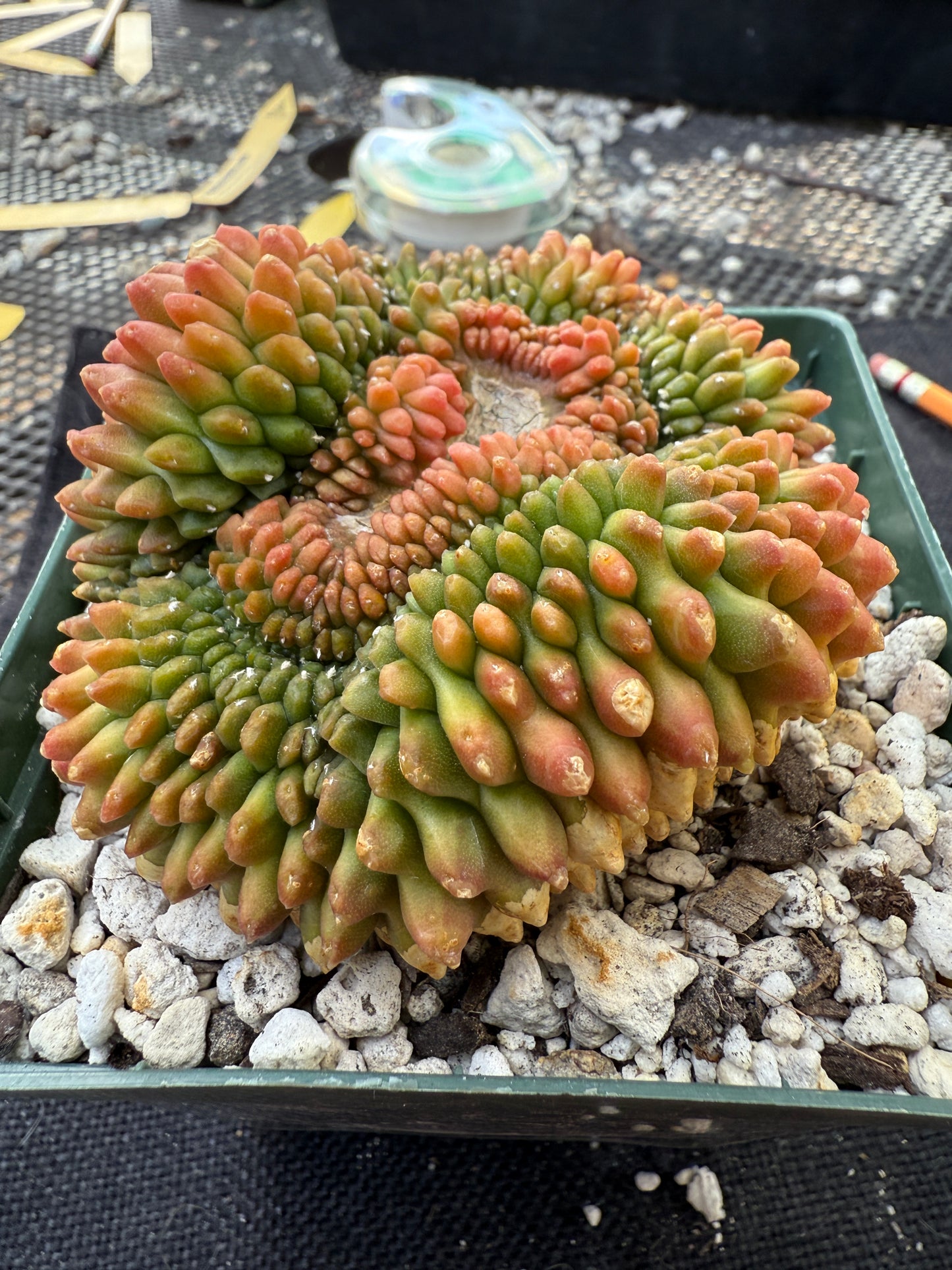 Gymnocalycium inermis crest kohyo beautiful 227