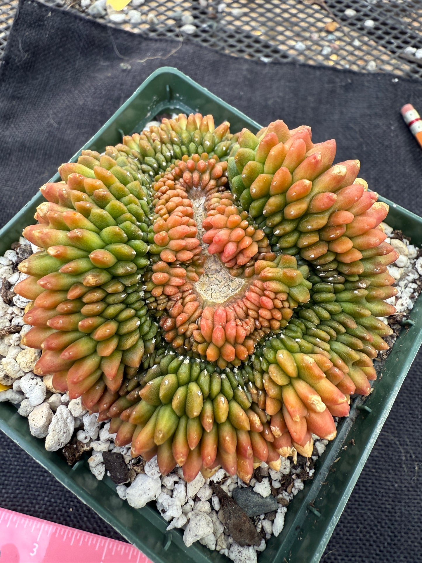Gymnocalycium inermis crest kohyo beautiful 227