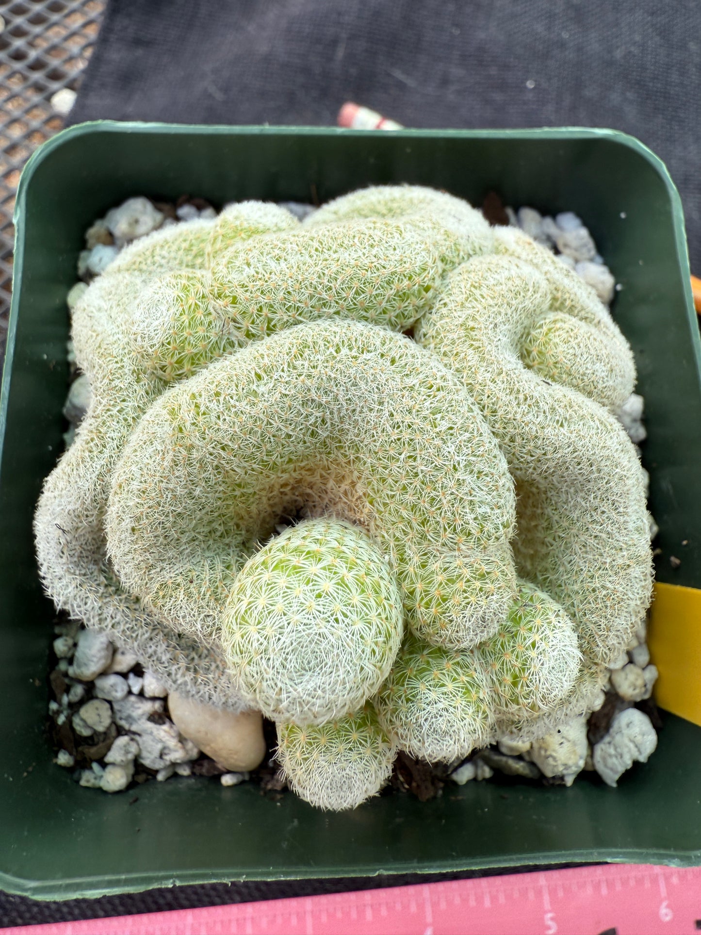 Mammillaria microthele crest 265