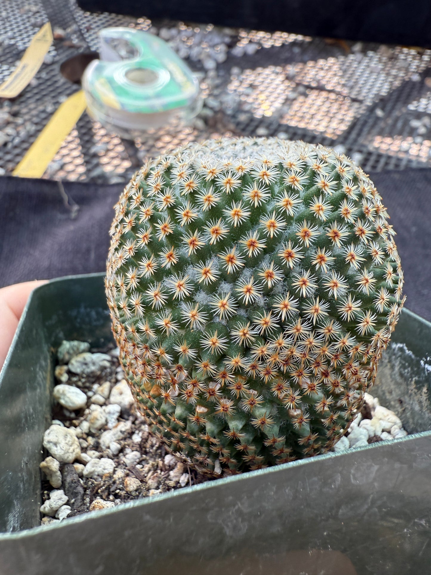 Mammillaria crucigera rare plant large in 3.25 inch pot 1675