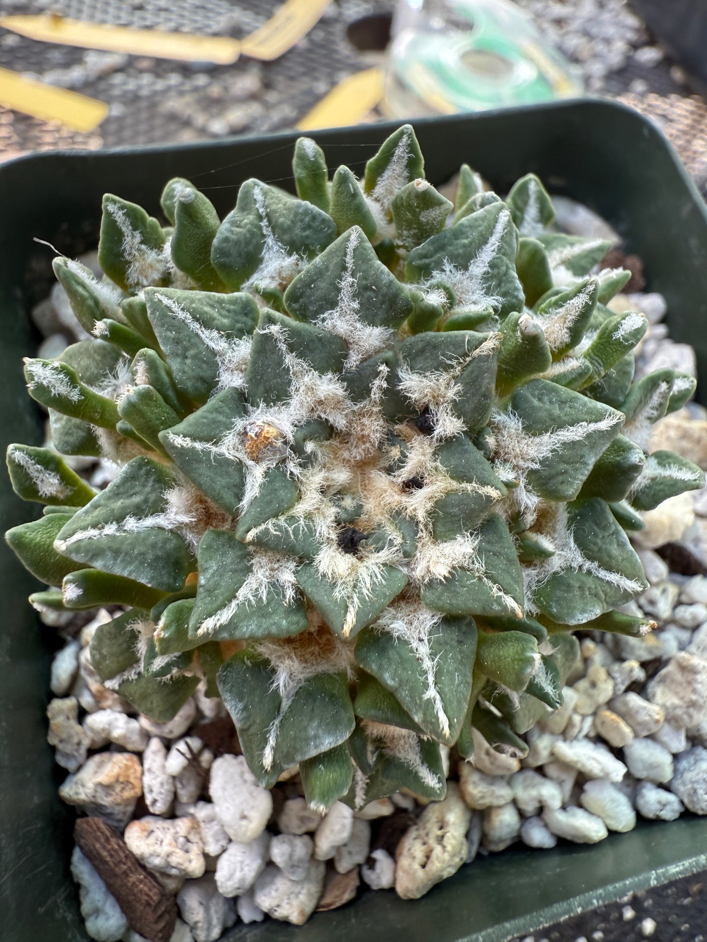 Ariocarpus kotschoubeyanus many heads grafted on short pereskiopsis very nice 308