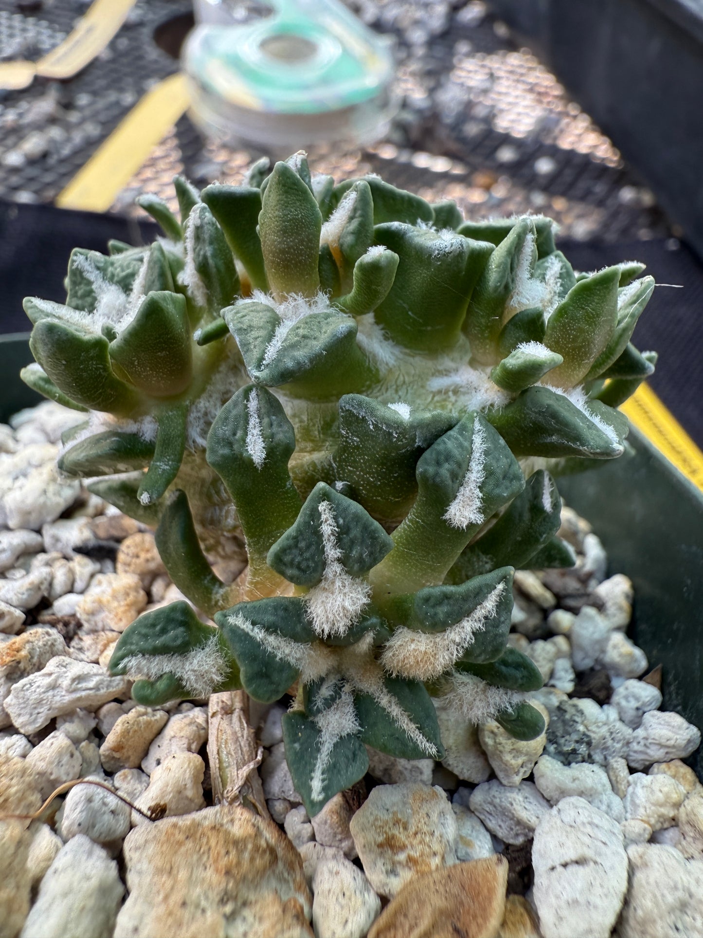 Ariocarpus kotschoubeyanus many heads grafted on short pereskiopsis very nice 308