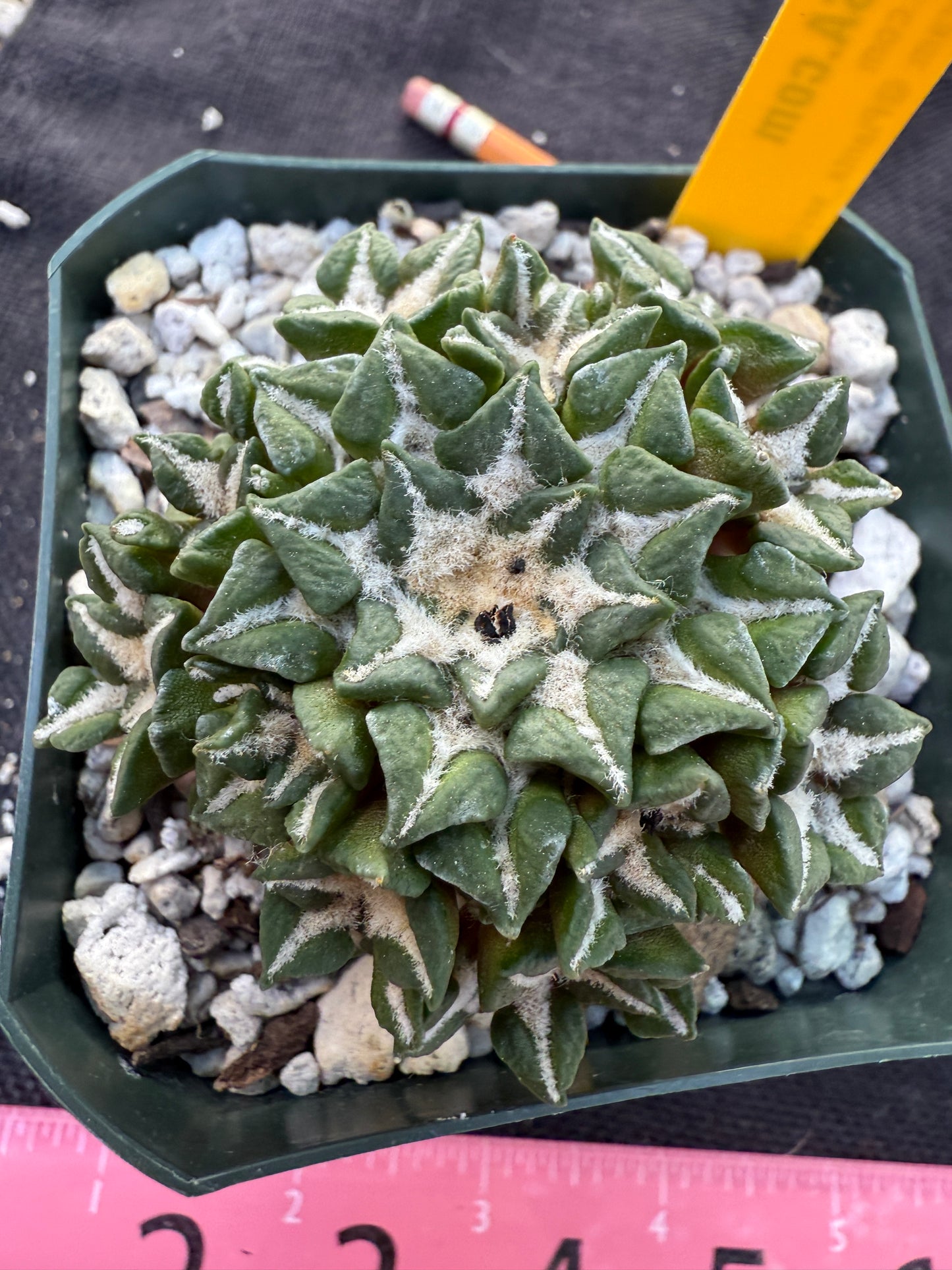 Ariocarpus kotschoubeyanus many heads grafted on short pereskiopsis very nice 306