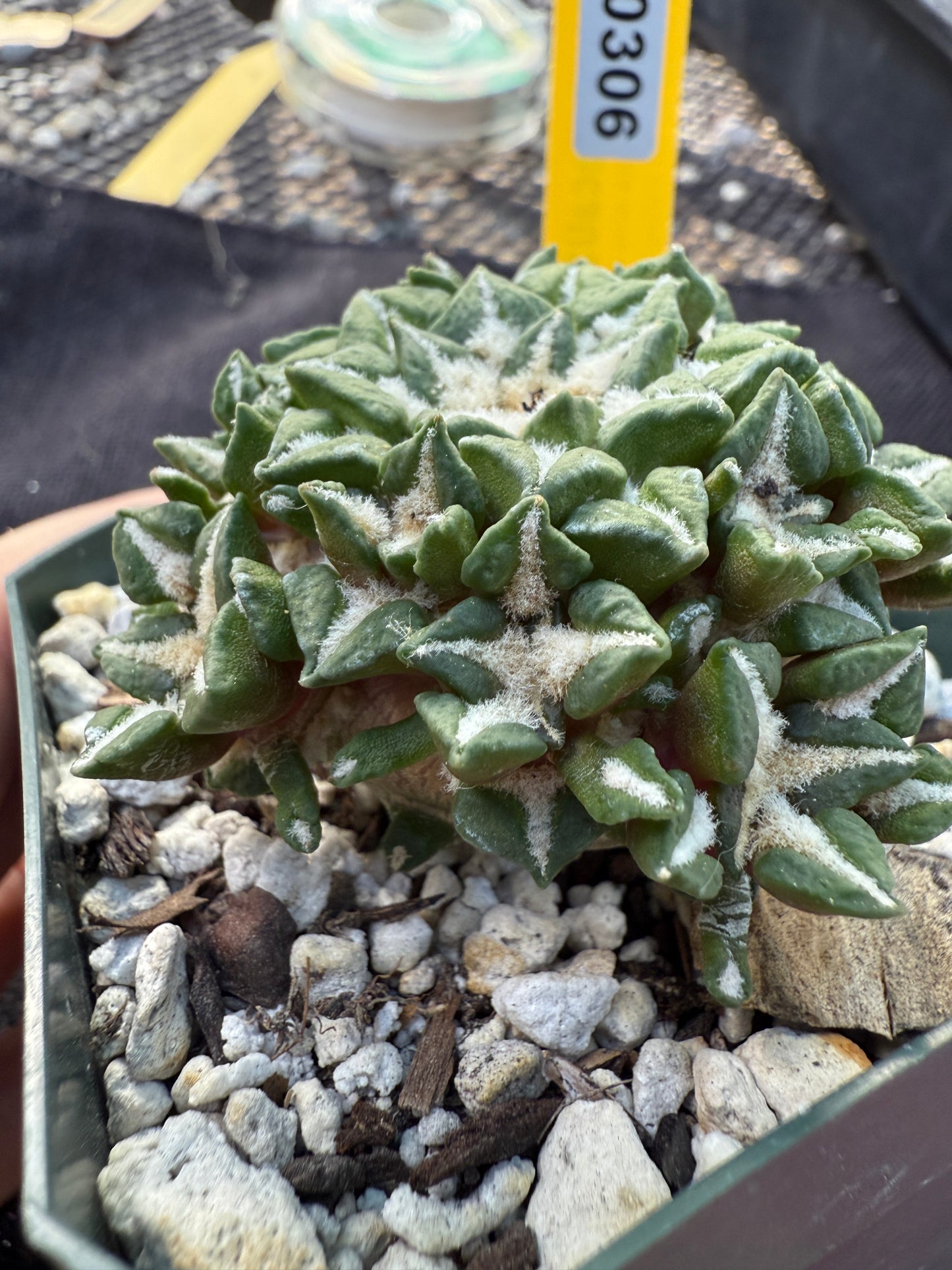 Ariocarpus kotschoubeyanus many heads grafted on short pereskiopsis very nice 306