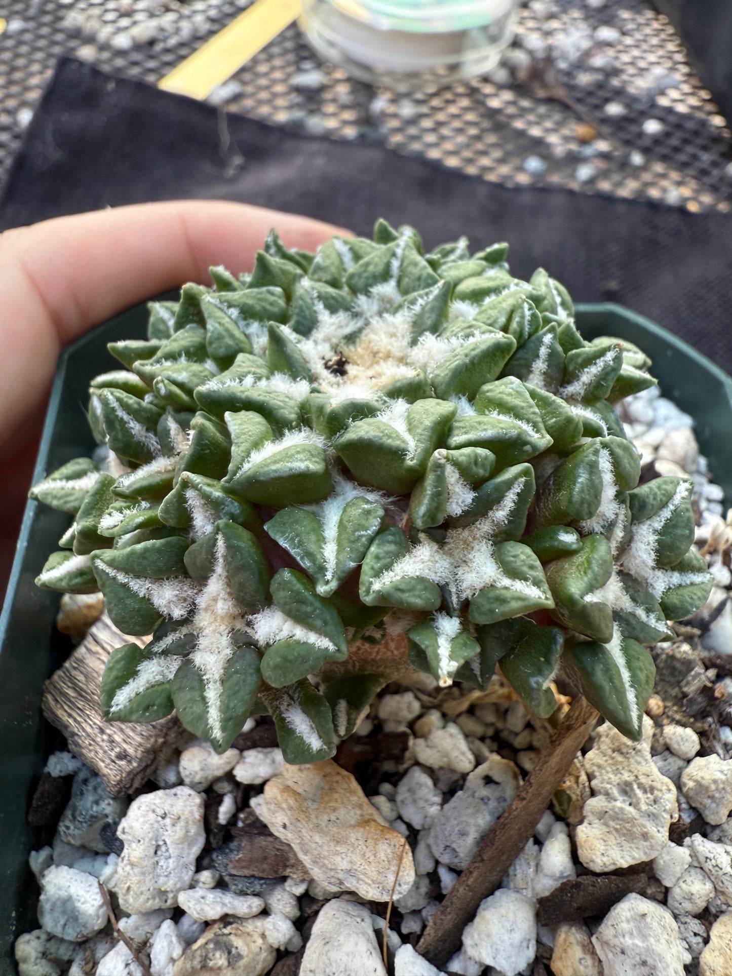 Ariocarpus kotschoubeyanus many heads grafted on short pereskiopsis very nice 306