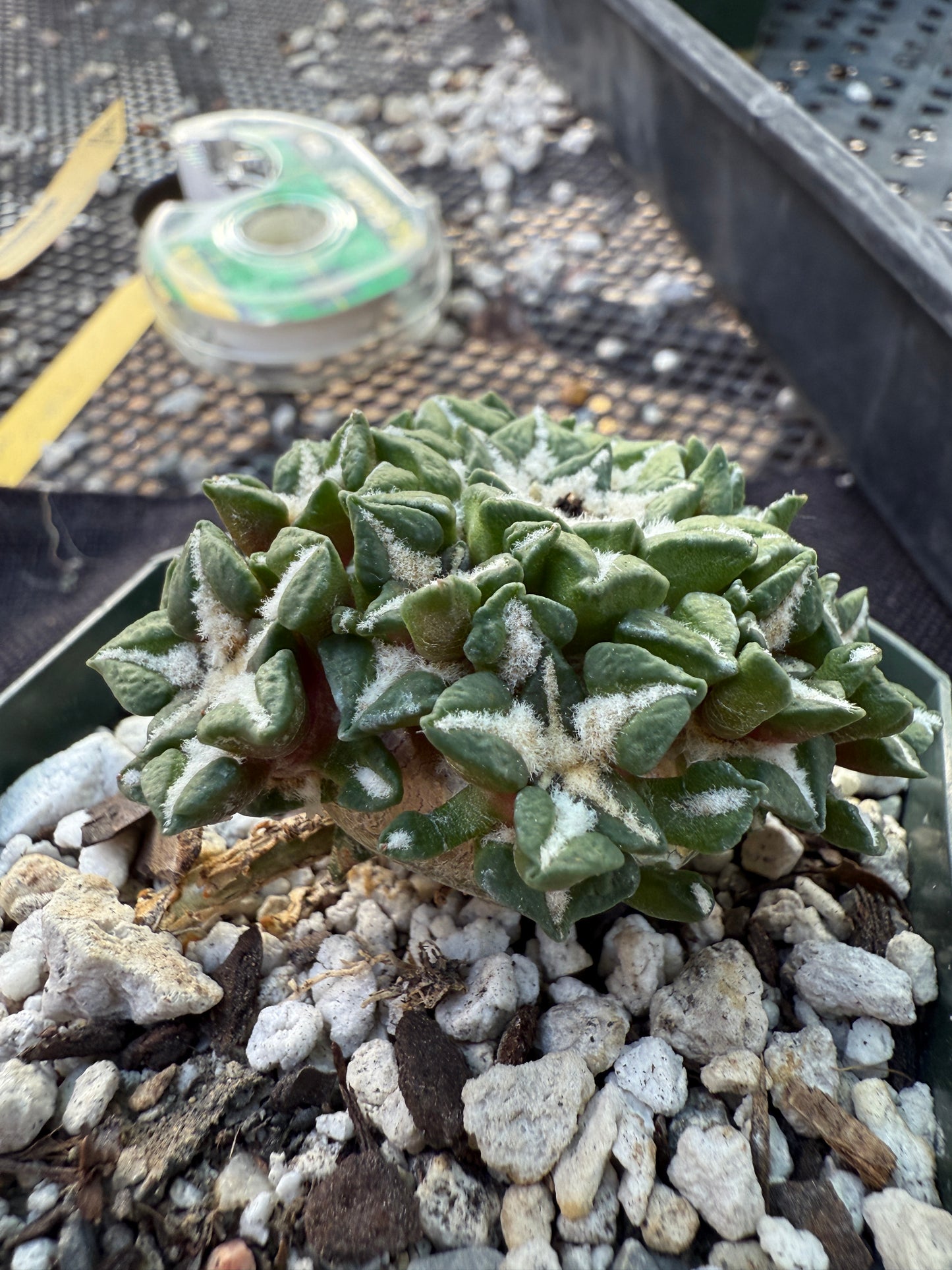 Ariocarpus kotschoubeyanus many heads grafted on short pereskiopsis very nice 306