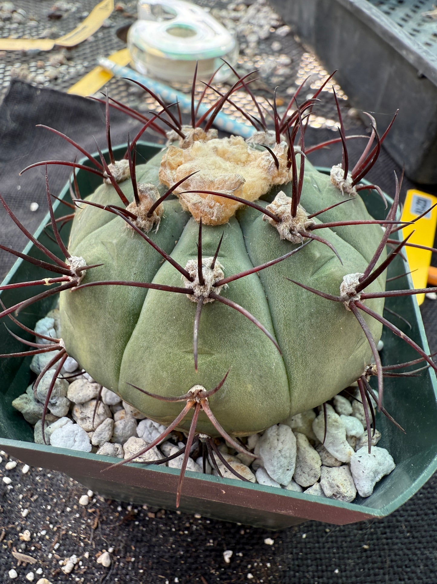 Gymnocalycium cabreraense rare plant large 218