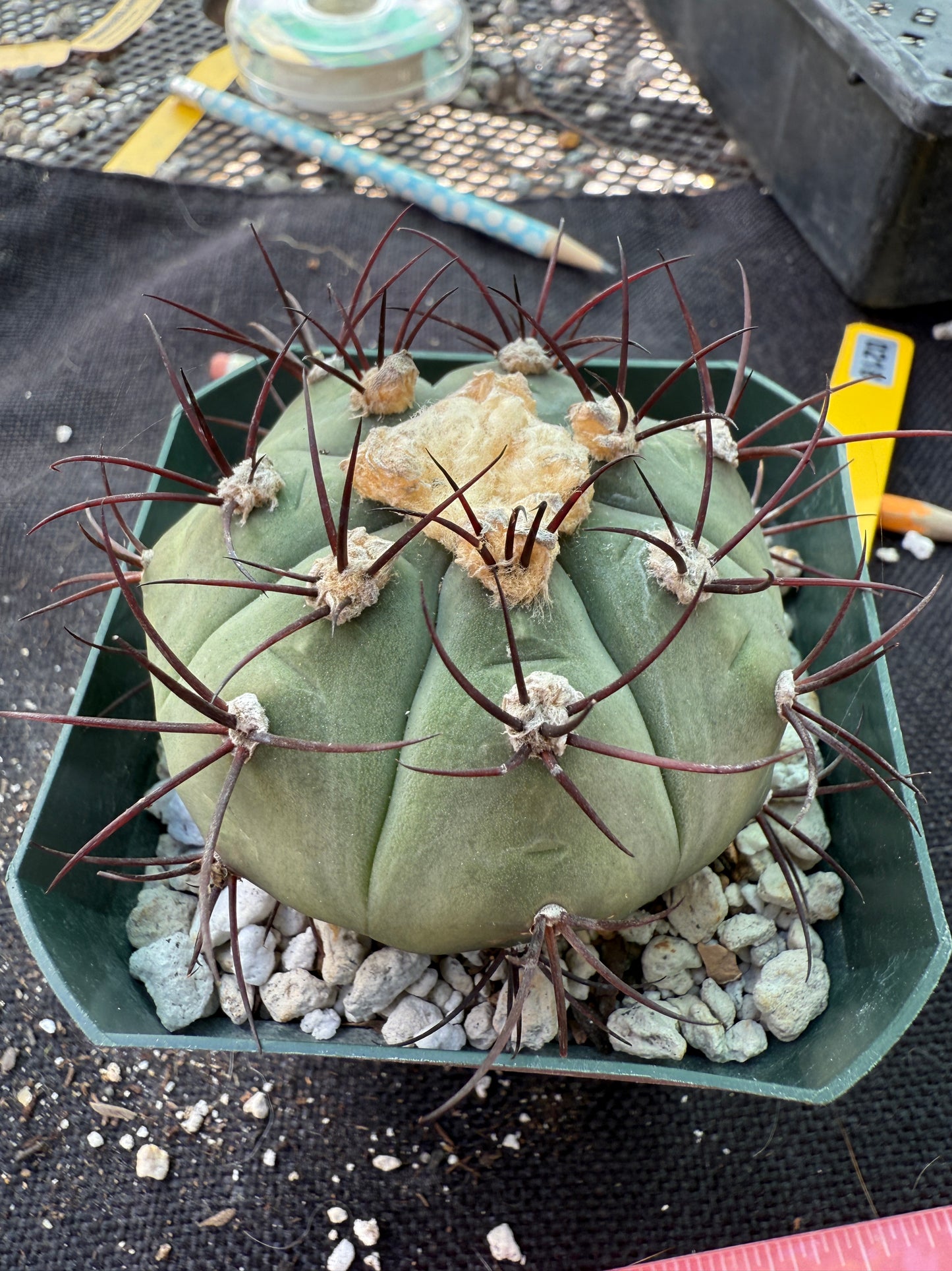 Gymnocalycium cabreraense rare plant large 218