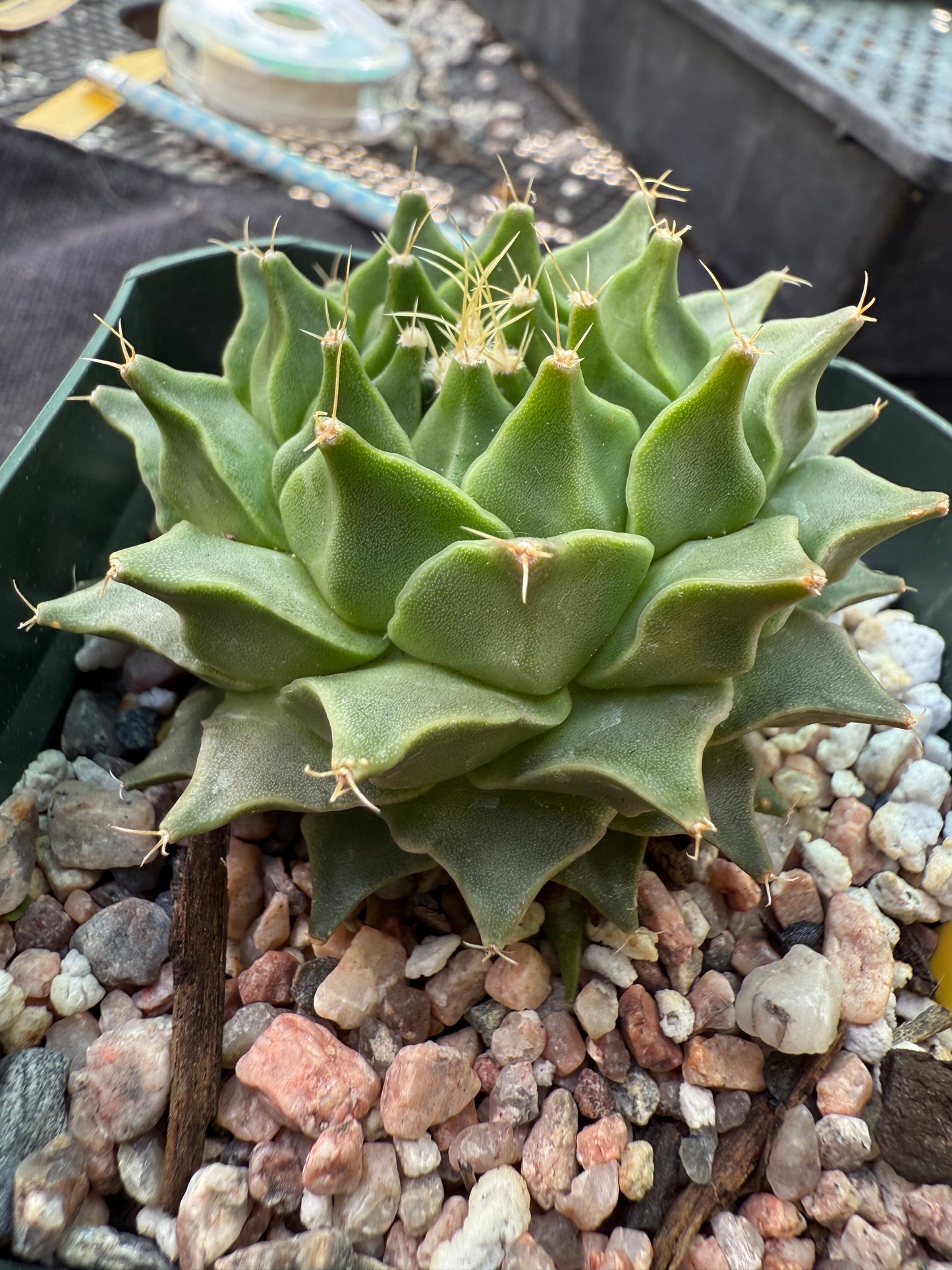 Obregonia denegrii rare plant nice 363