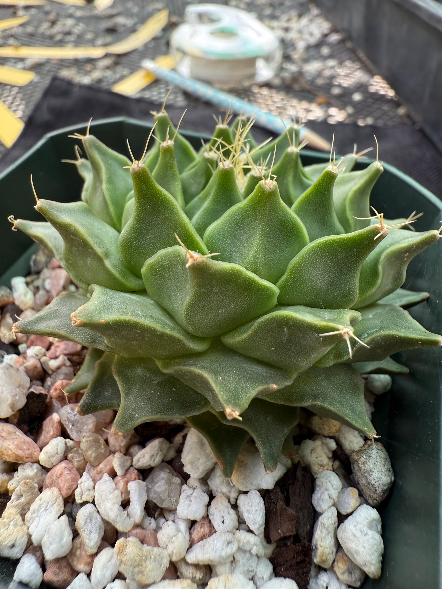 Obregonia denegrii rare plant nice 363