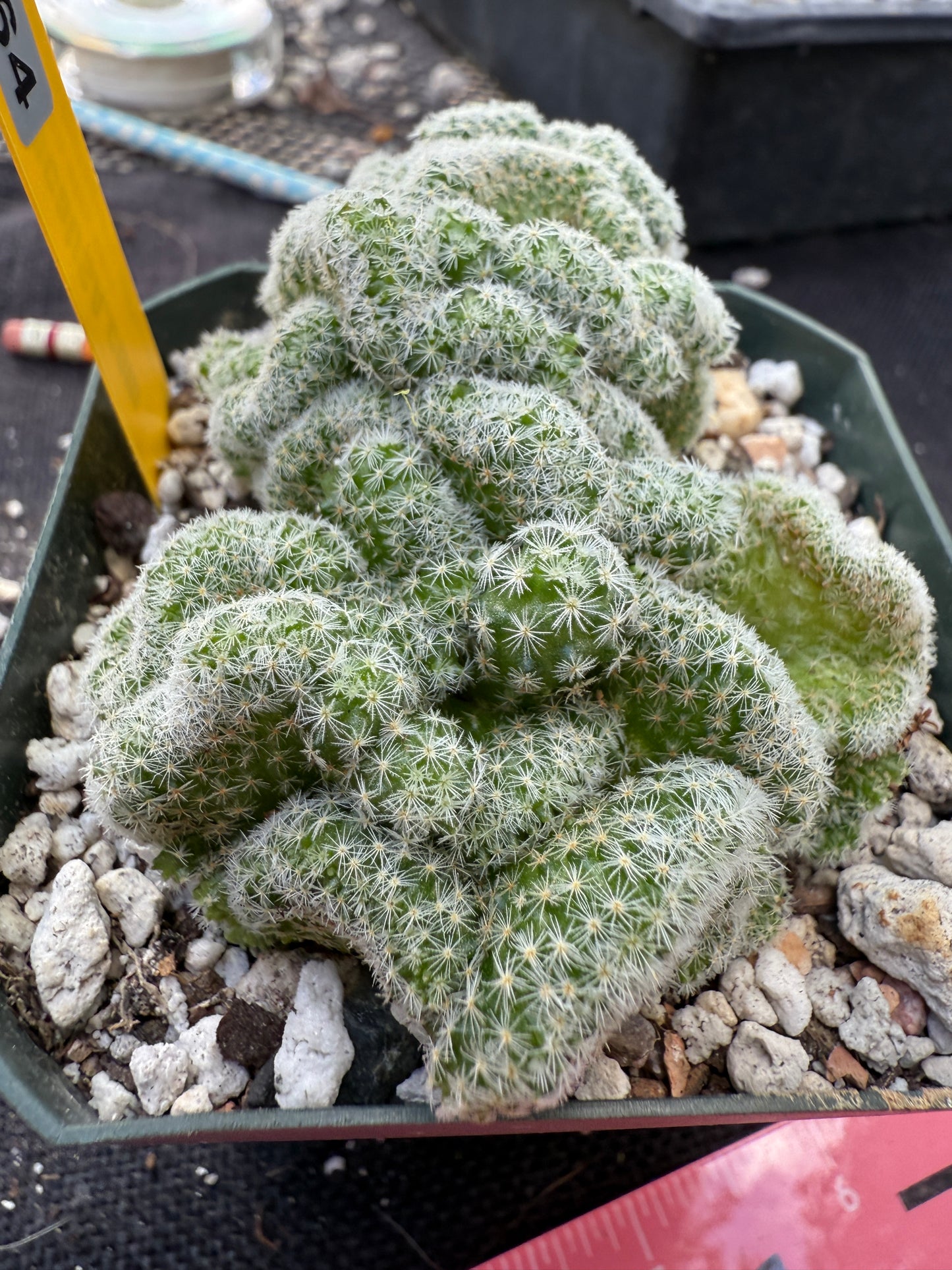 Mammillaria giselae crest very rare 264