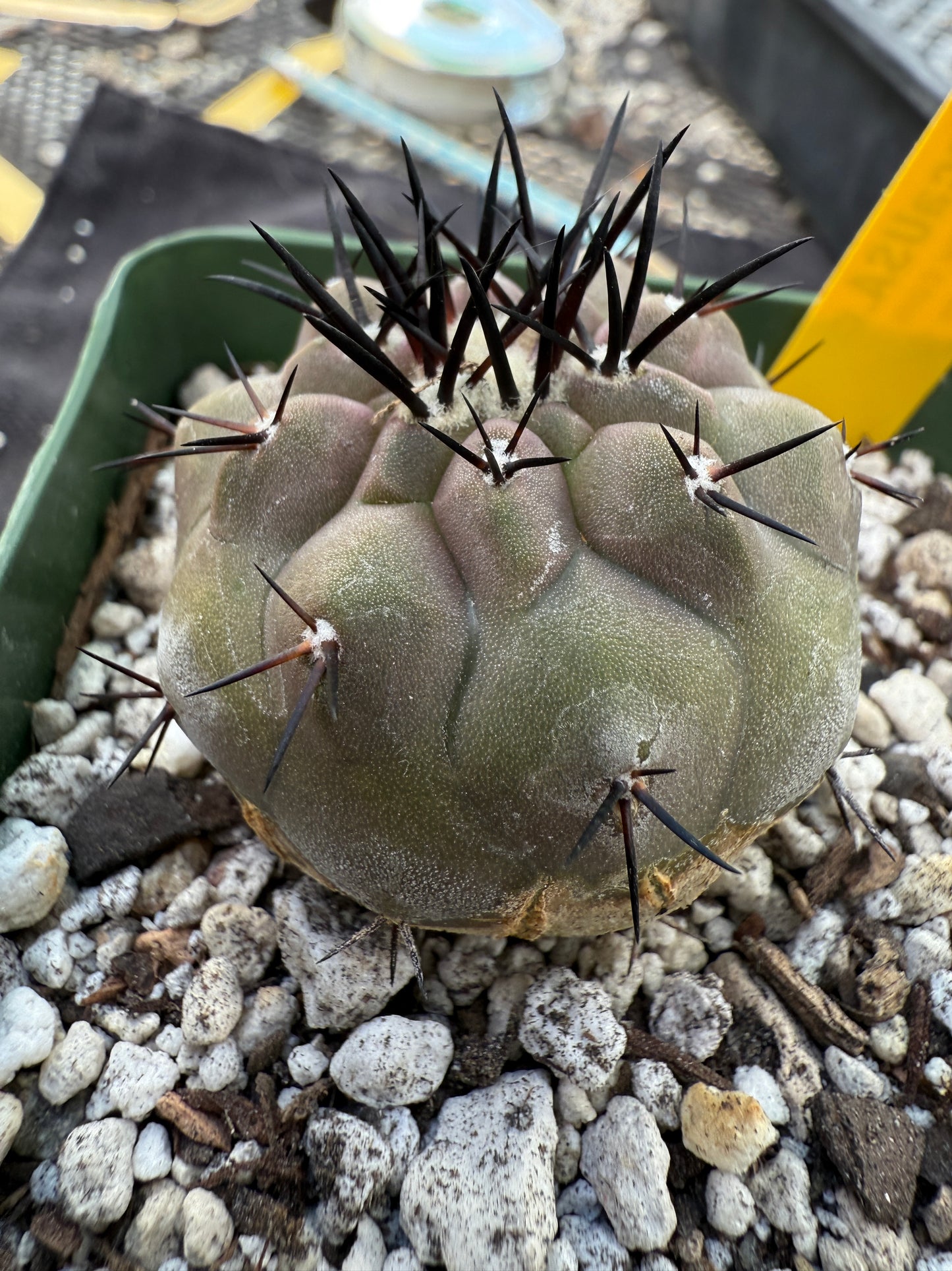 Copiapoa cinerea beautiful 206