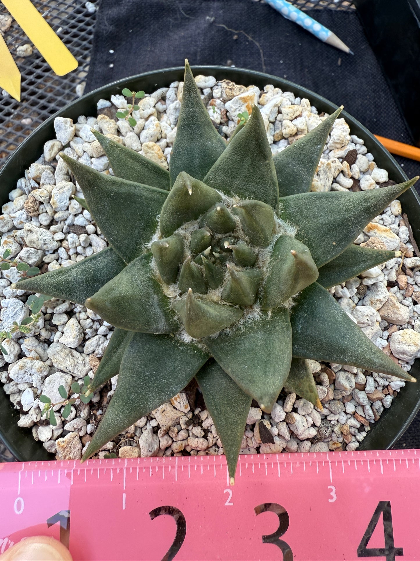 Ariocarpus trigonus in 6 inch pot nice form 251