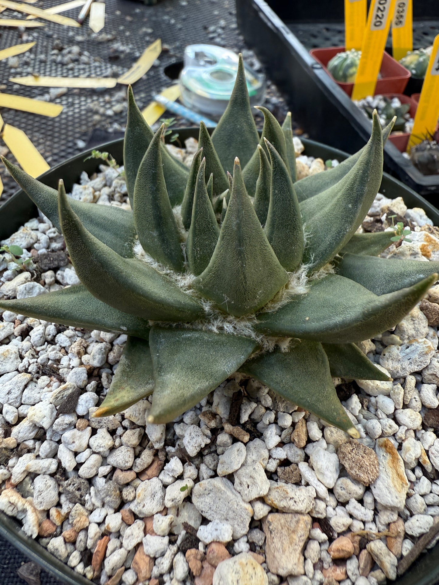 Ariocarpus trigonus in 6 inch pot nice form 251