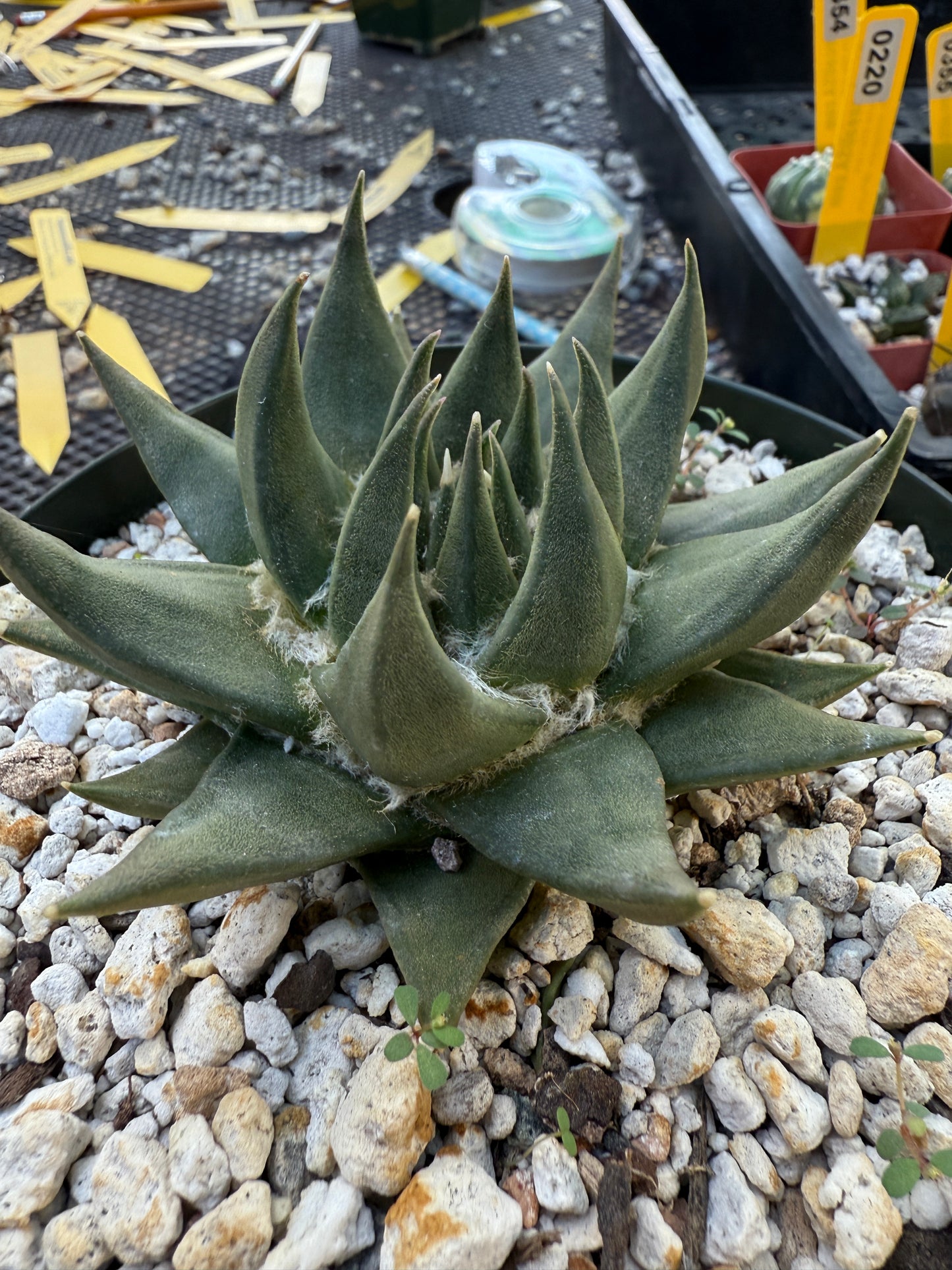 Ariocarpus trigonus in 6 inch pot nice form 251