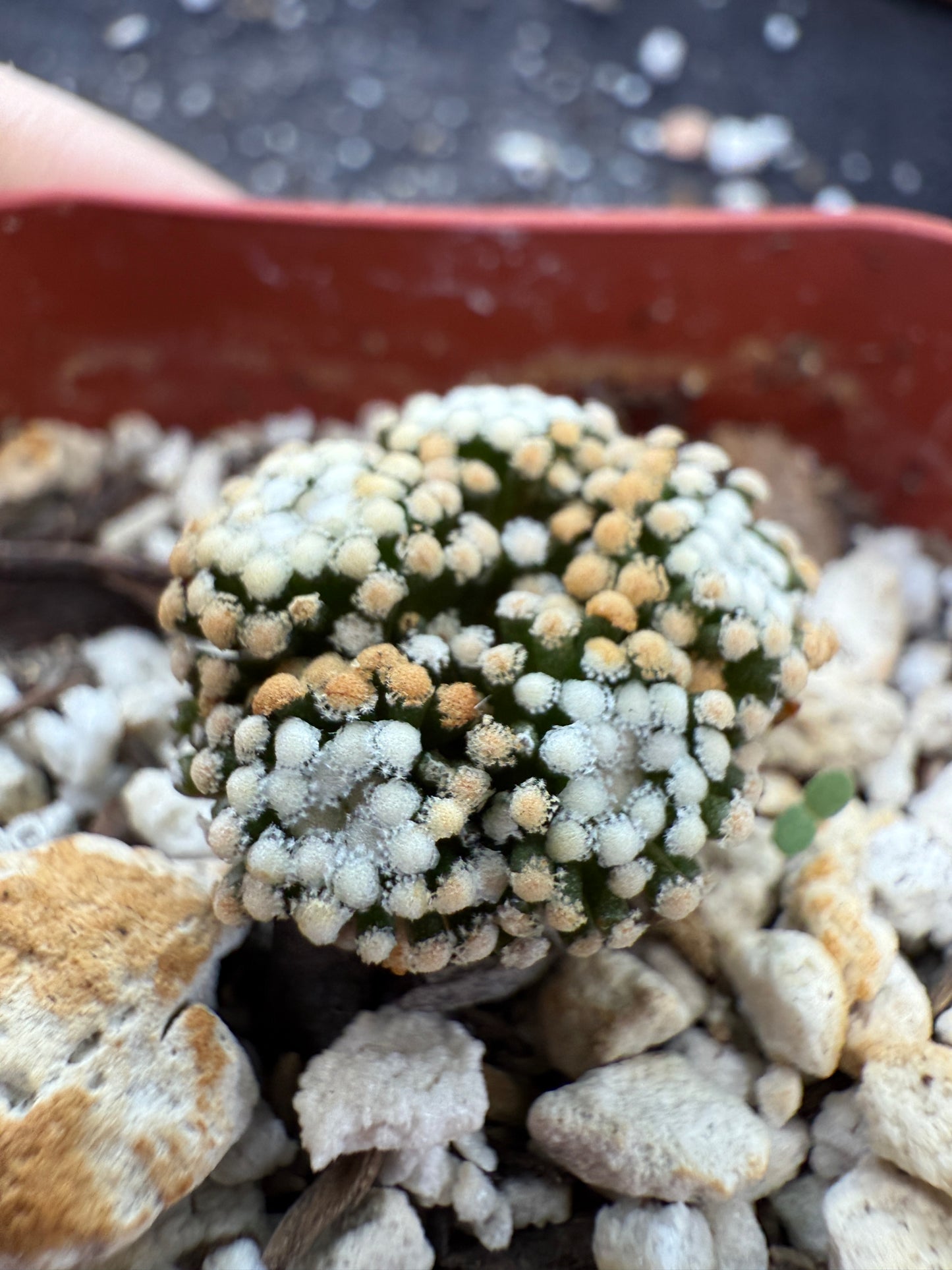 Mammillaria leuthyi very rare 5 head 193