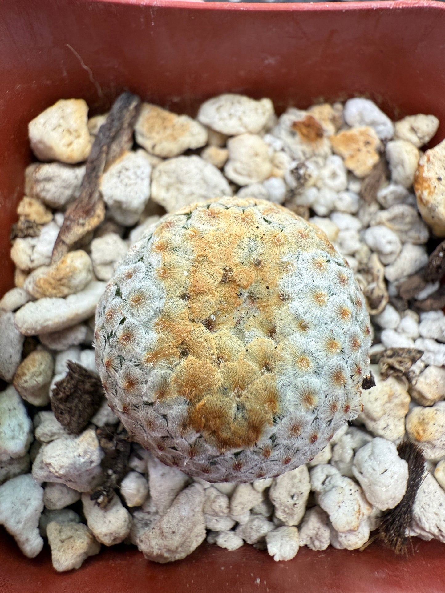 Mammillaria breviplumosa rare plant 270
