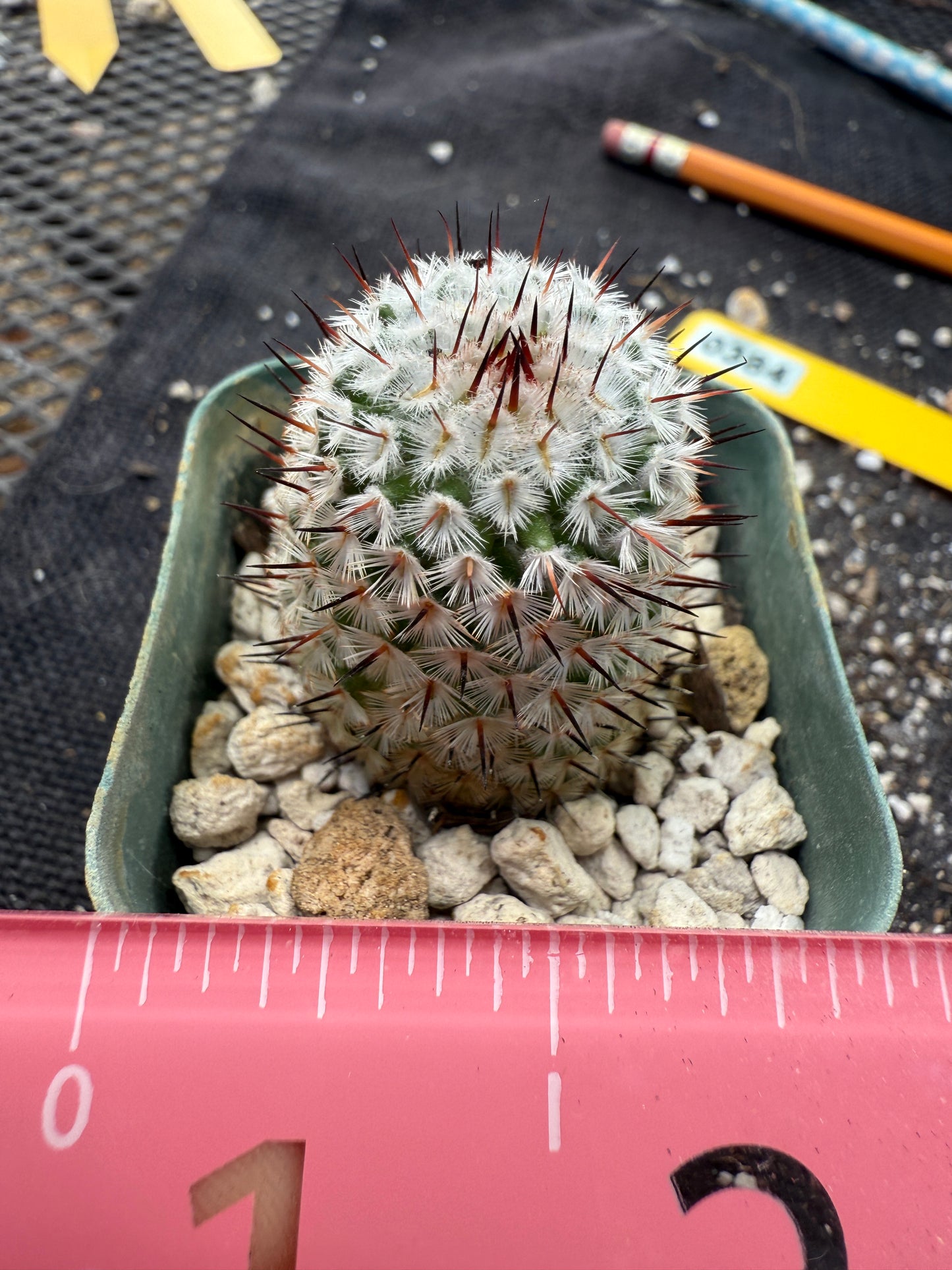 Mammillaria perezdelarosae andersoniana rare plant 384