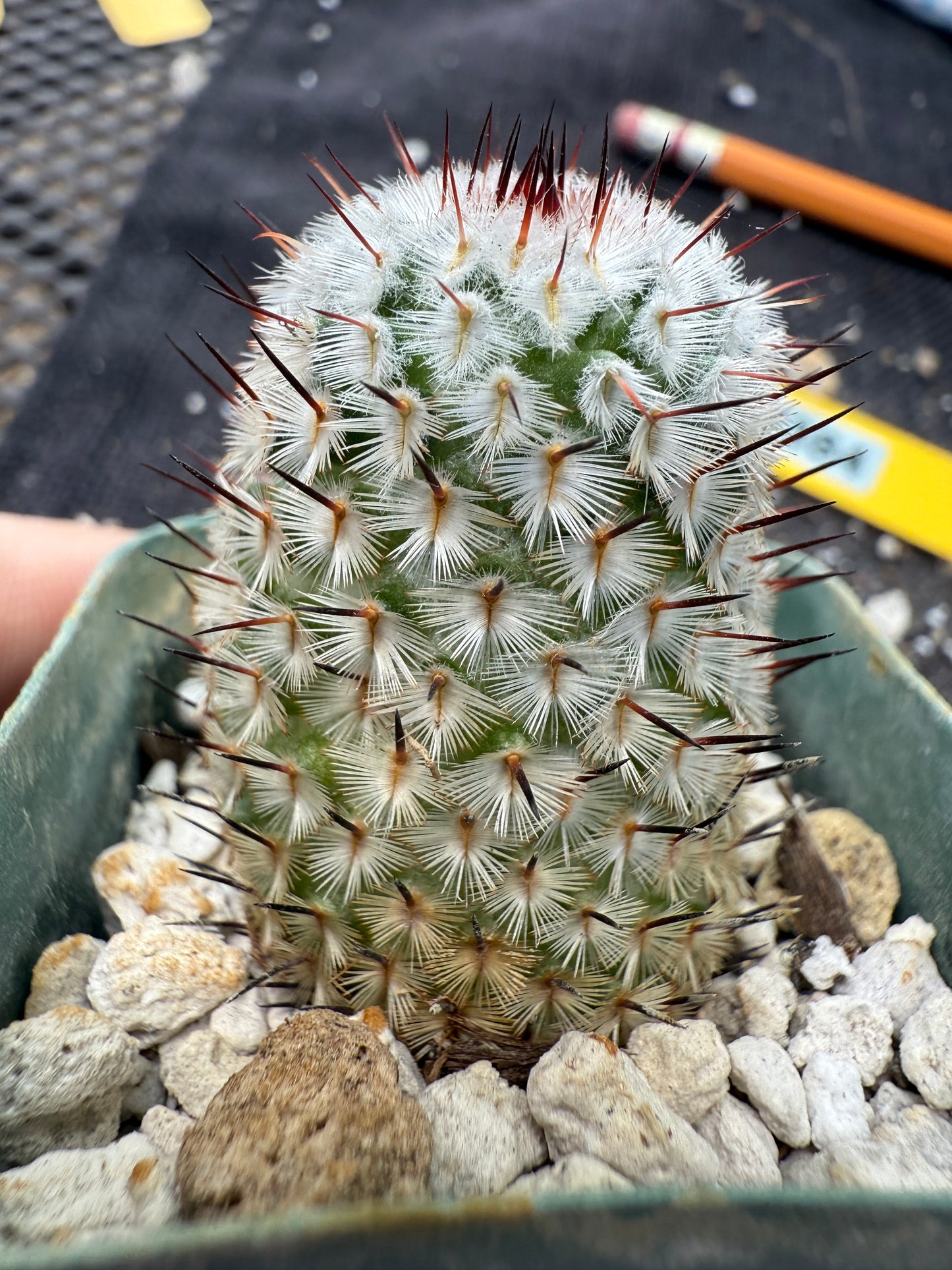 Mammillaria perezdelarosae andersoniana rare plant 384