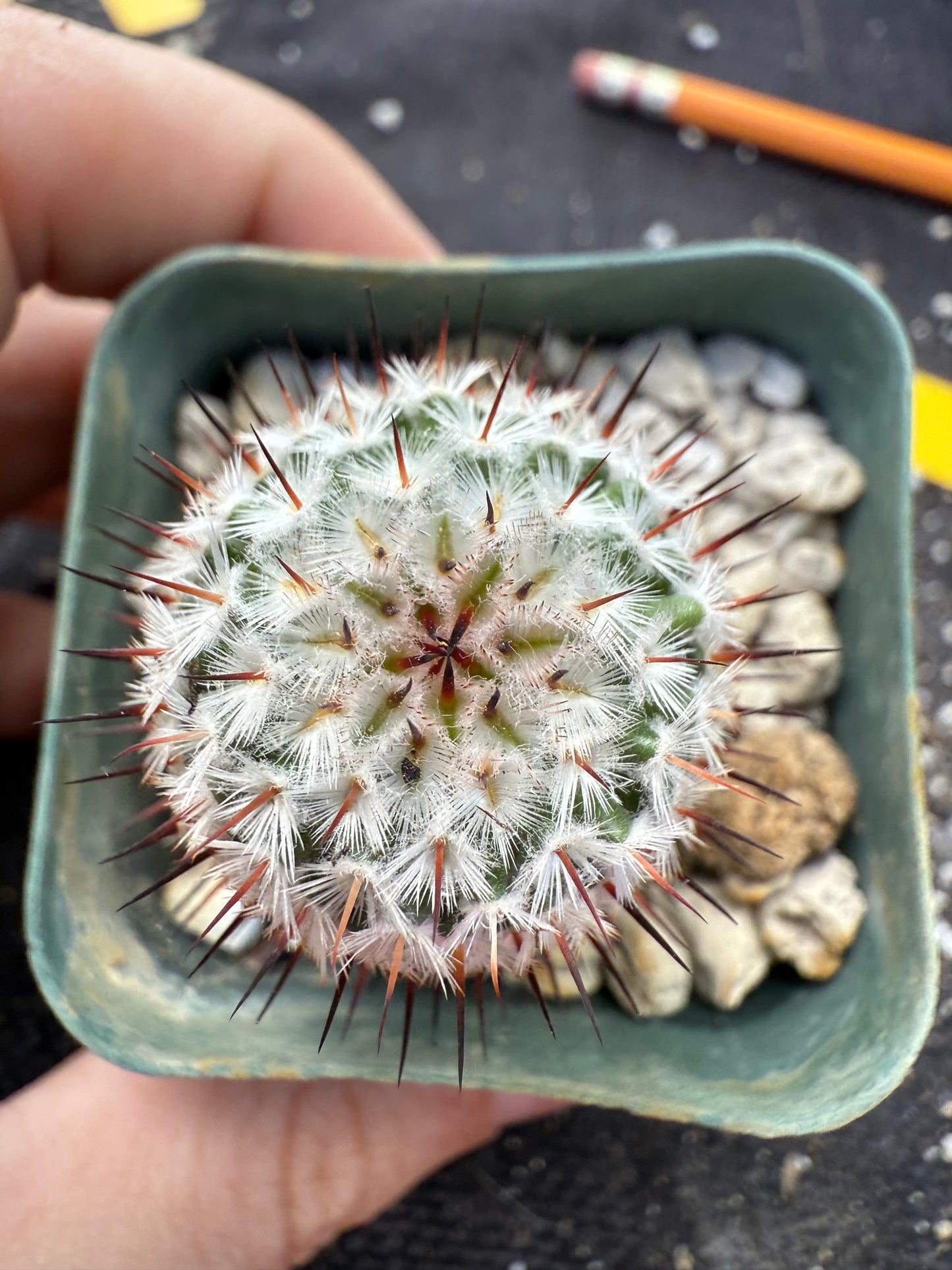Mammillaria perezdelarosae andersoniana rare plant 384