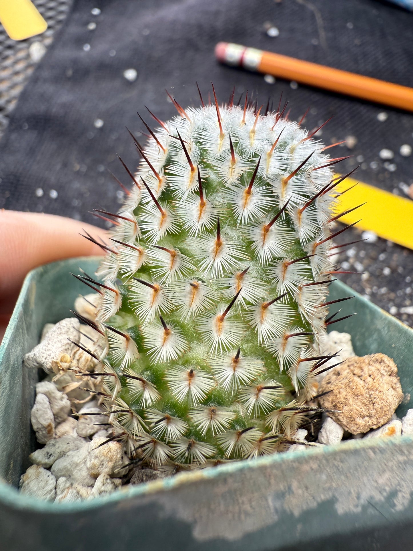 Mammillaria perezdelarosae andersoniana rare plant 384