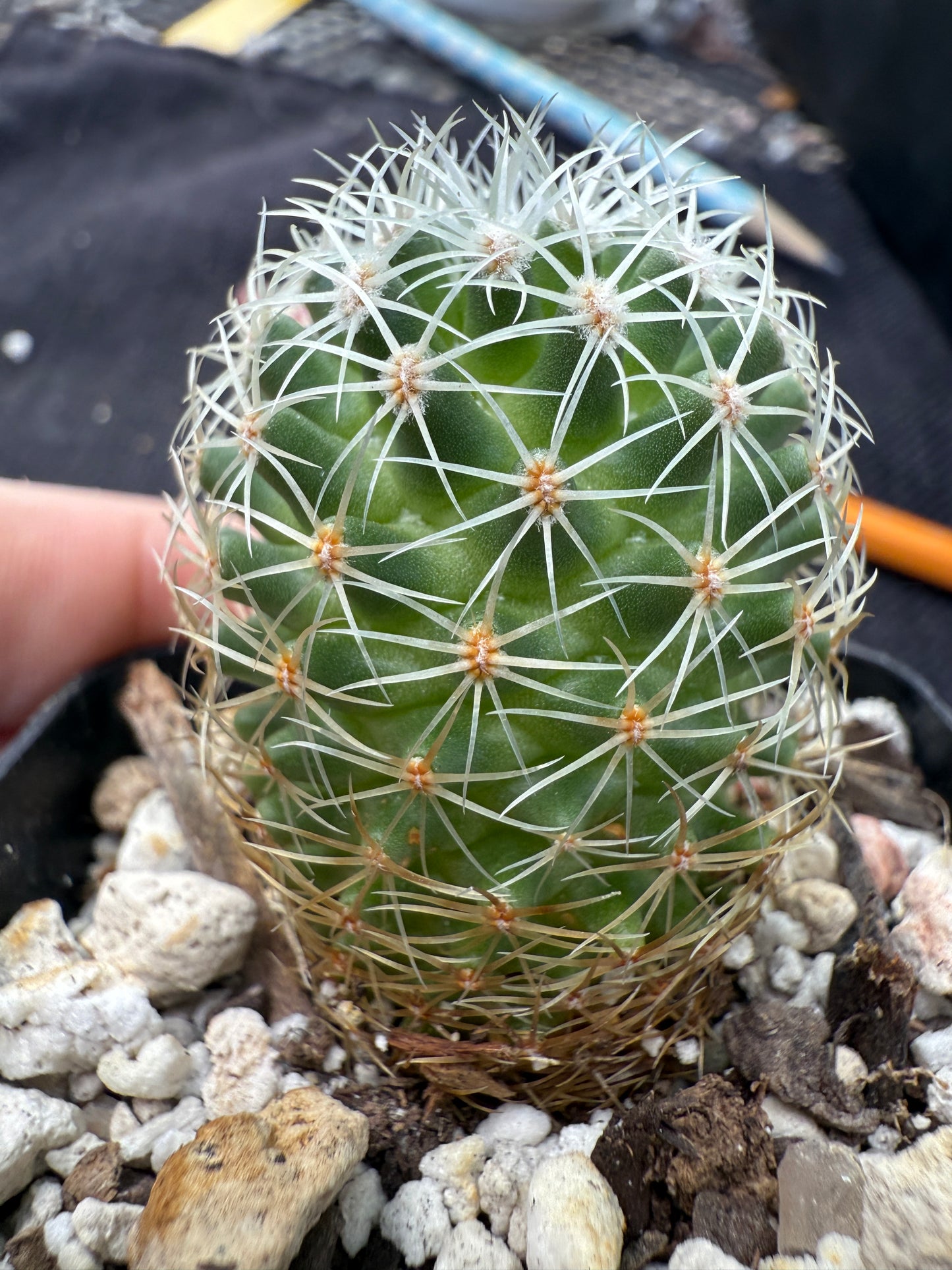 Mammillaria napina extremely rare cactus 273