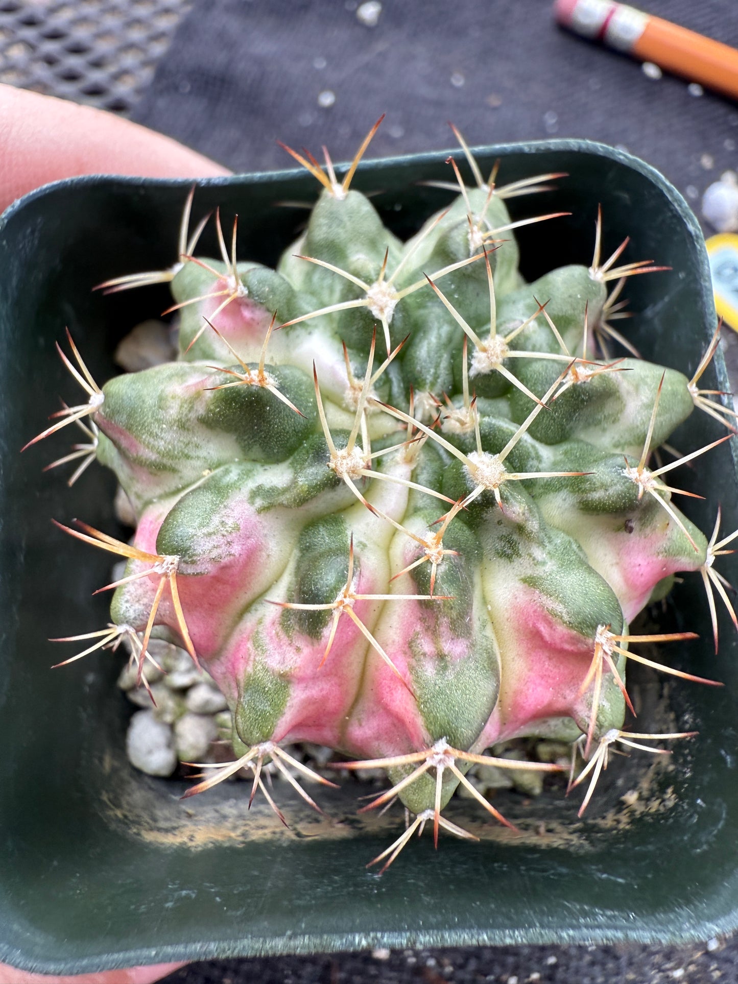 Gymnocalycium morning glory pink plant 245