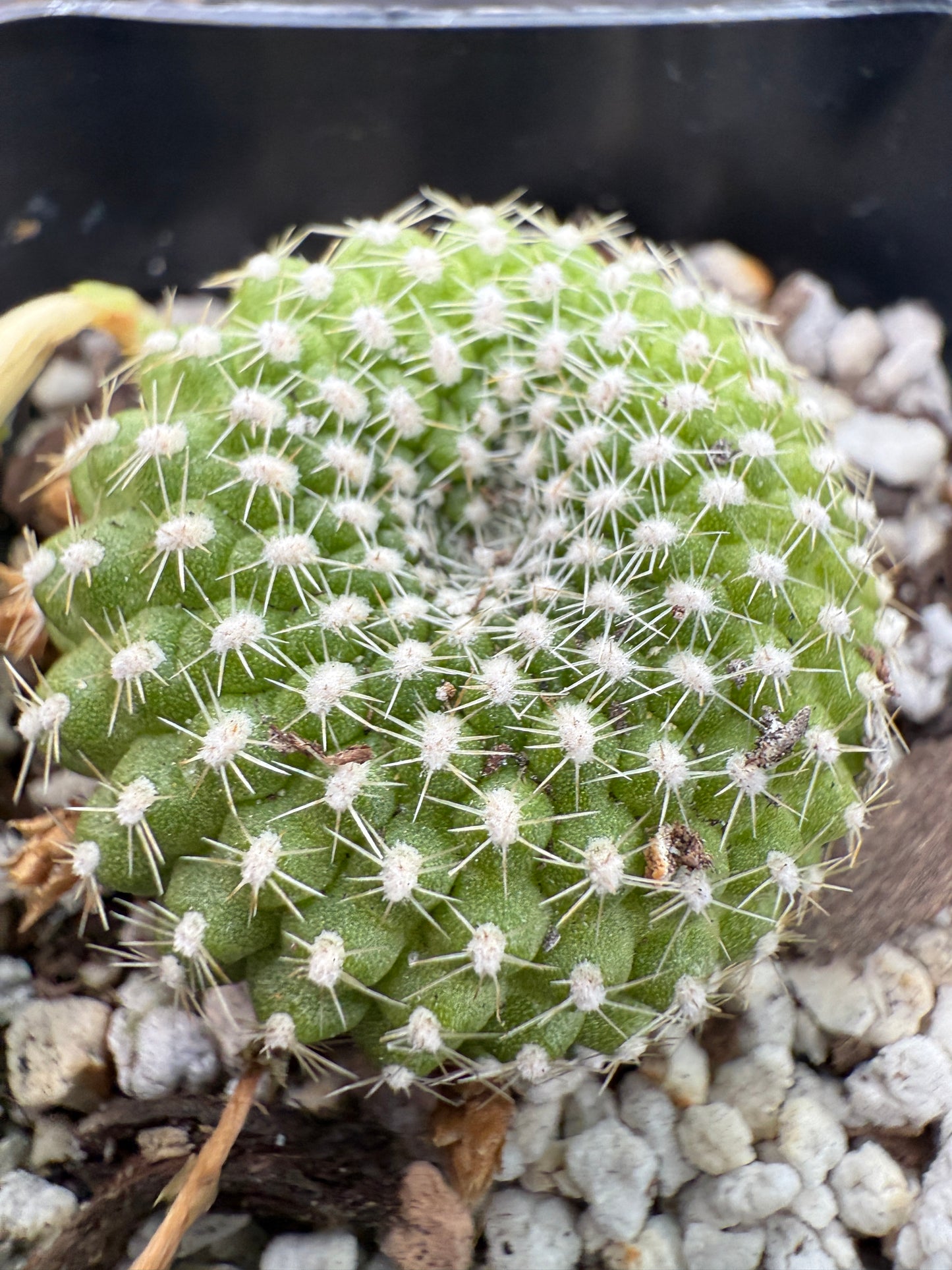 Rebutia krainziana white flower very rare 297