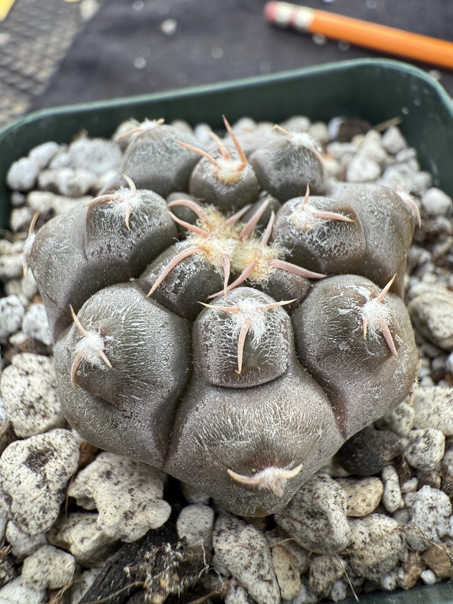Gymnocalycium prochazkeanum rare and beautiful 339