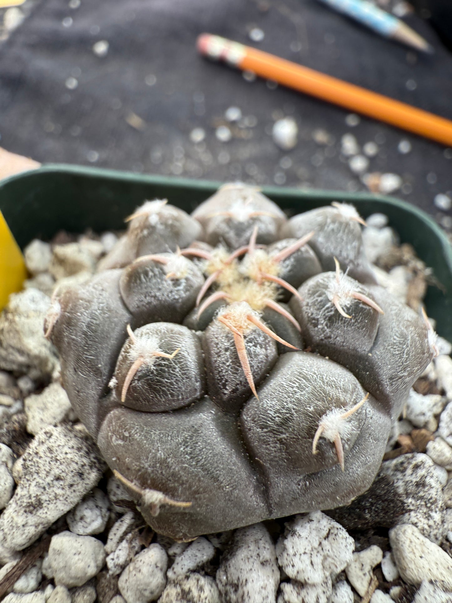 Gymnocalycium prochazkeanum rare and beautiful 339