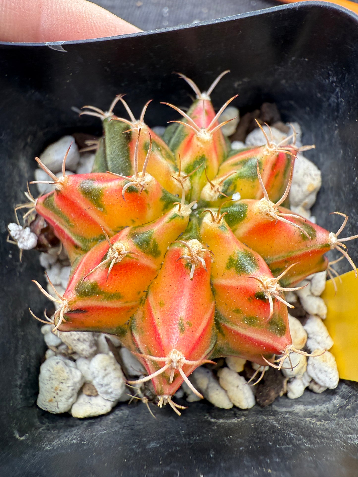 Gymnocalycium multicolor very nice 352