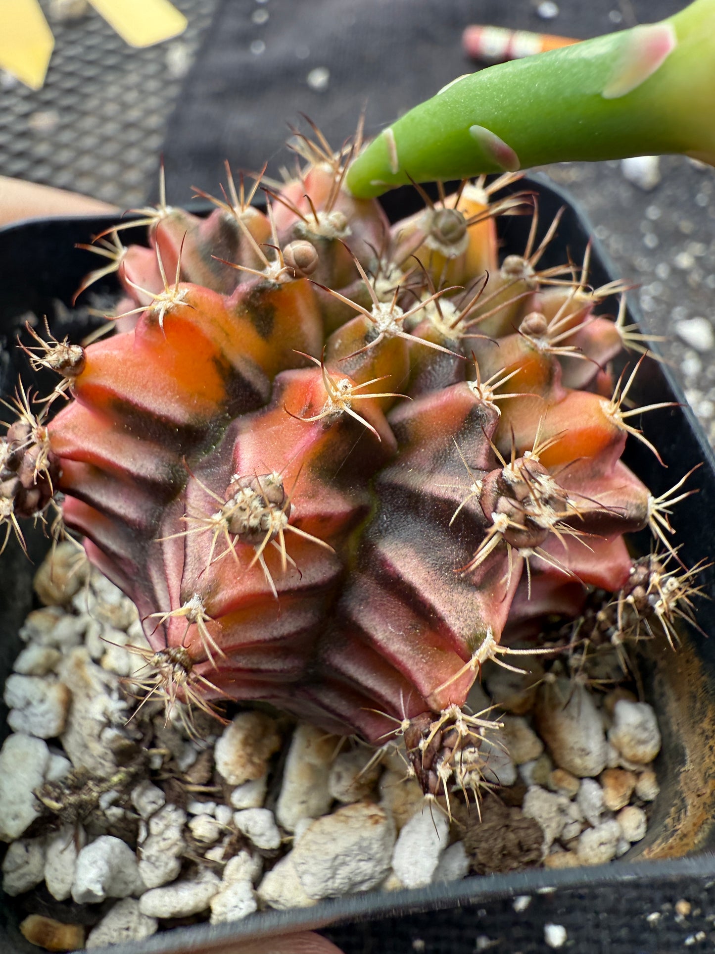 Gymnocalycium sepia beautiful 343