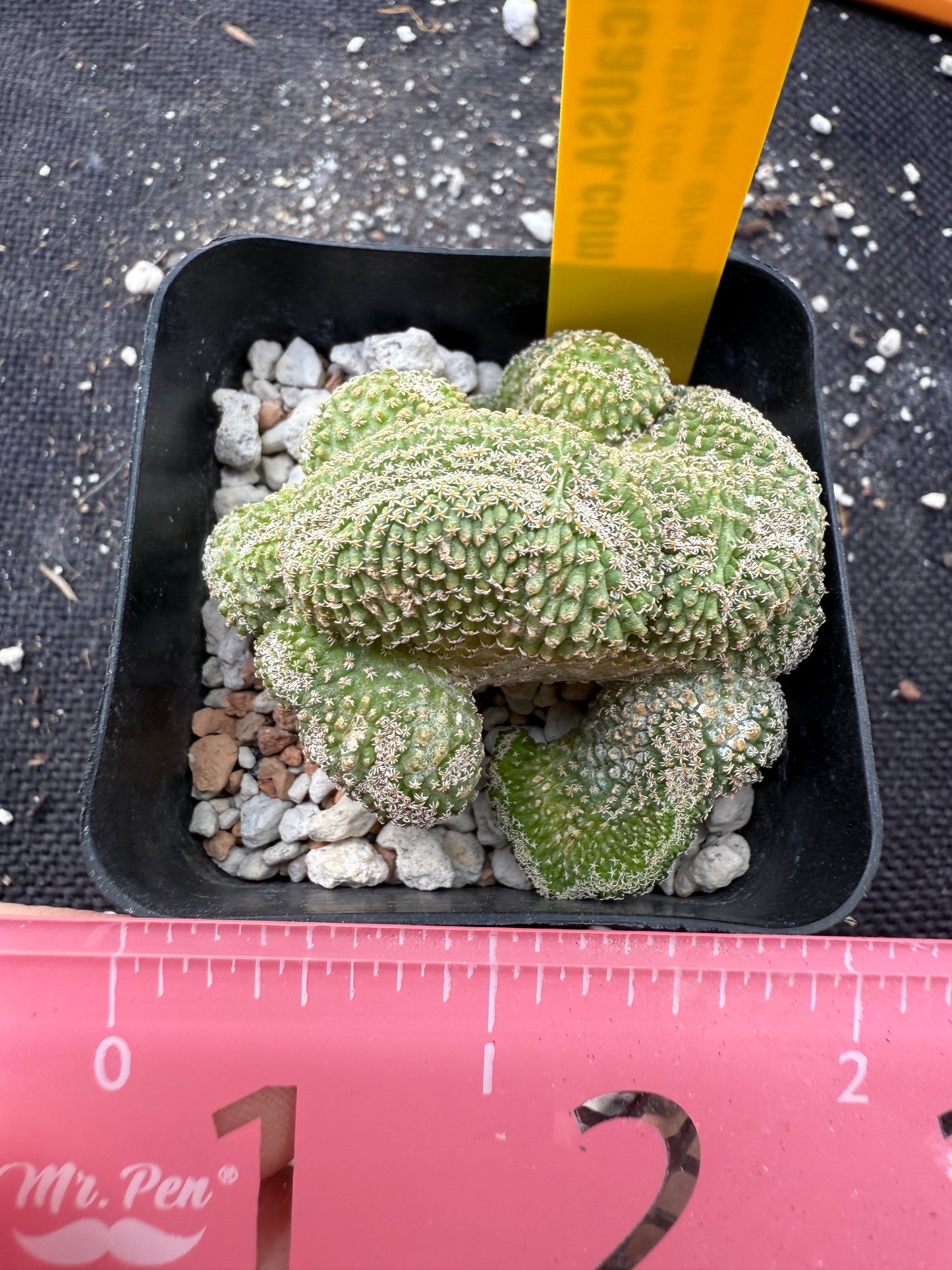 Strombocactus disciformis crest rare plant 360