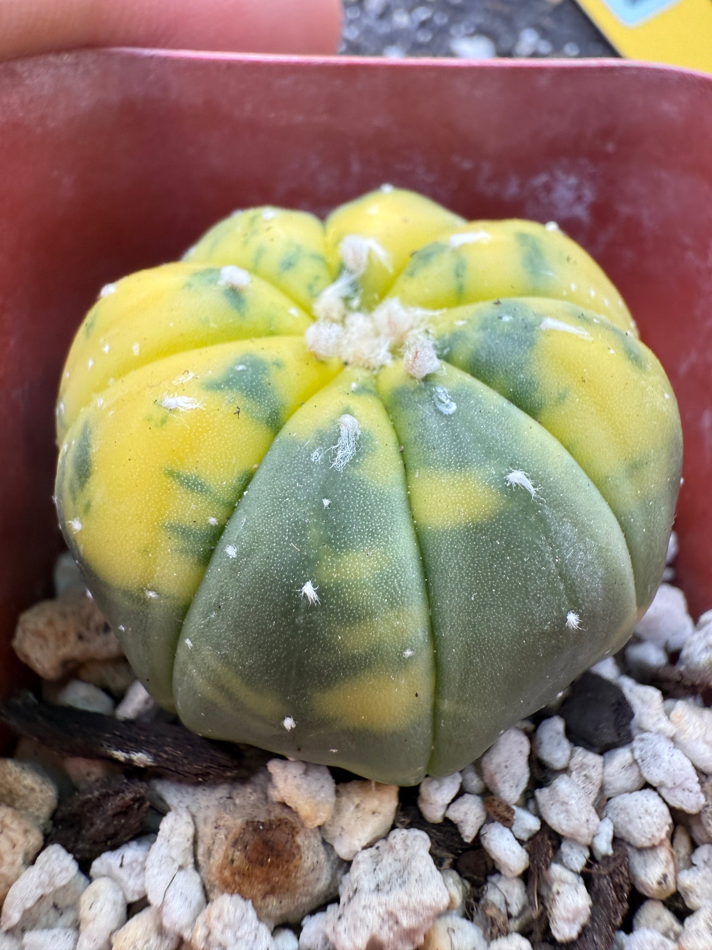 Astrophytum asterias variegated 361