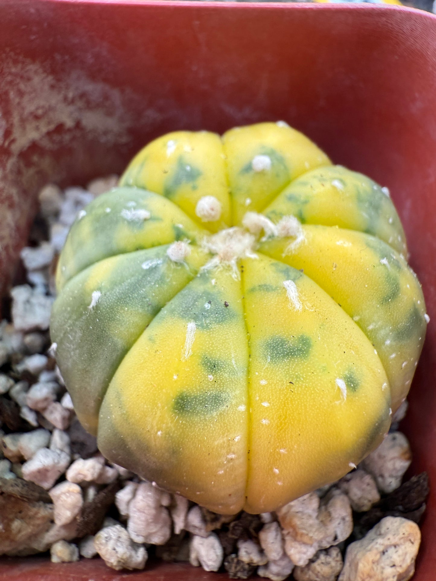 Astrophytum asterias variegated 361