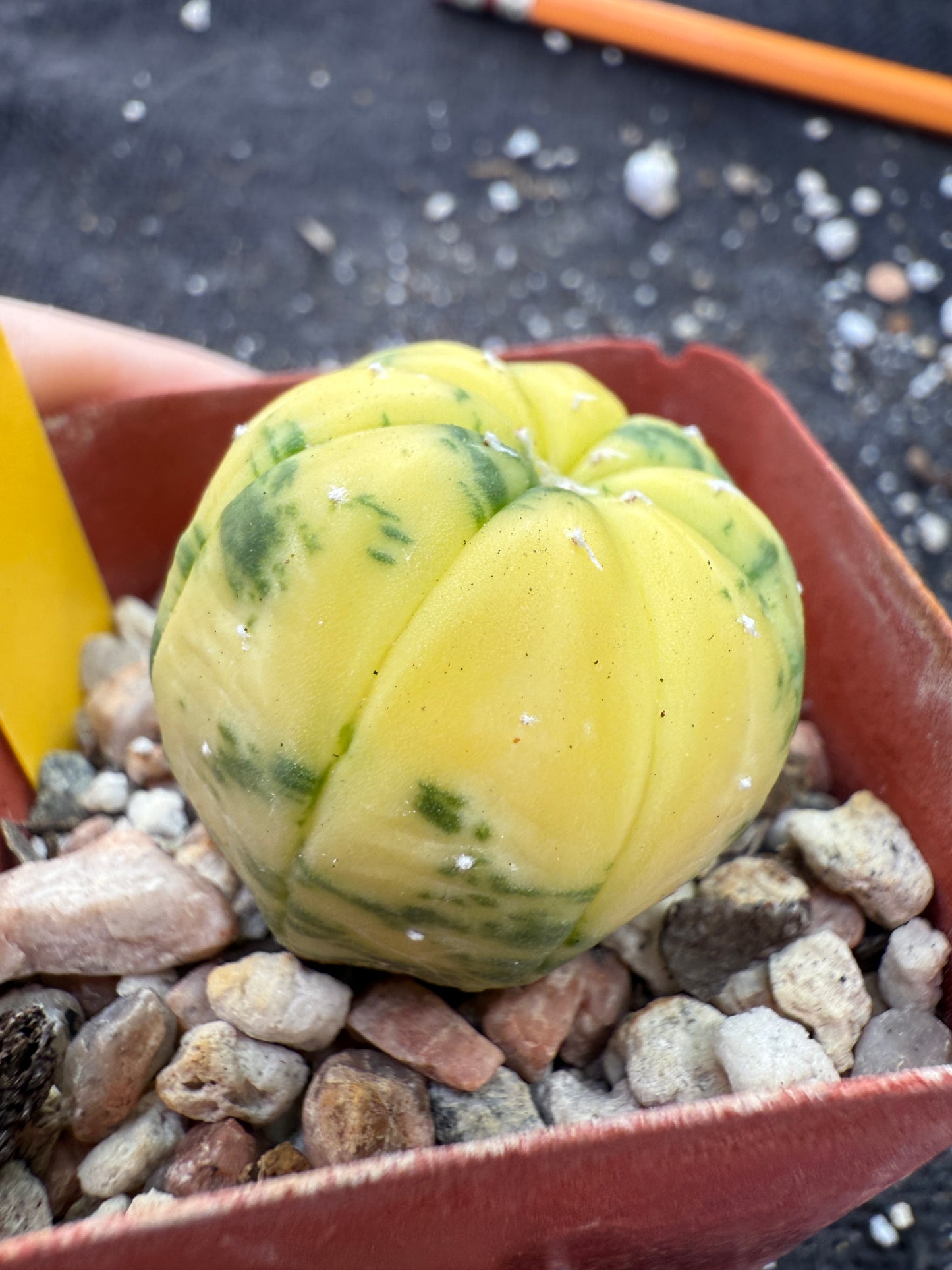 Astrophytum asterias variegated 251