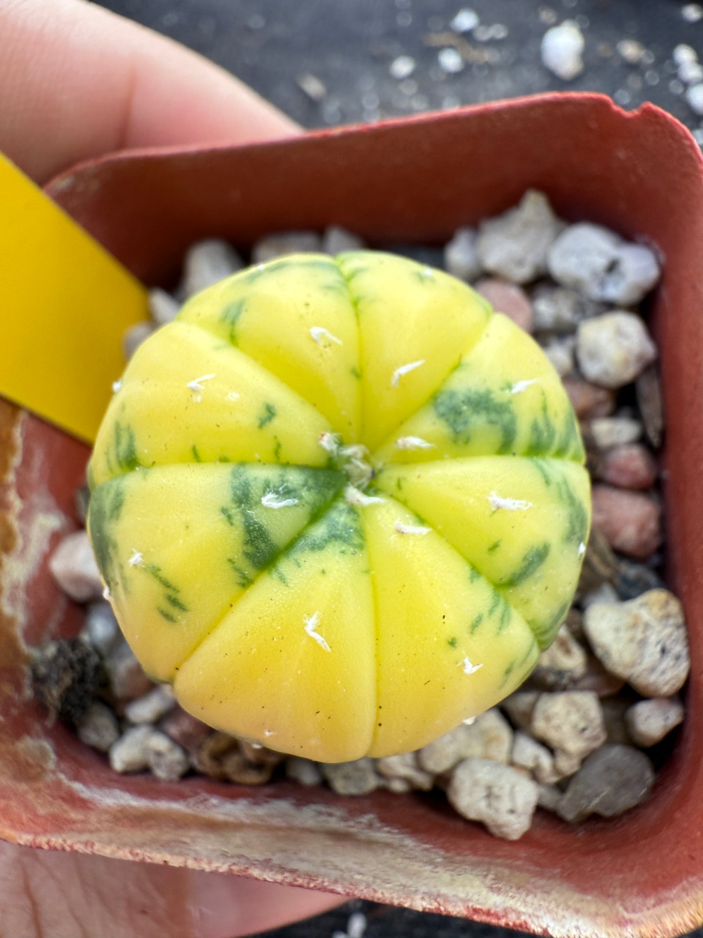 Astrophytum asterias variegated 251