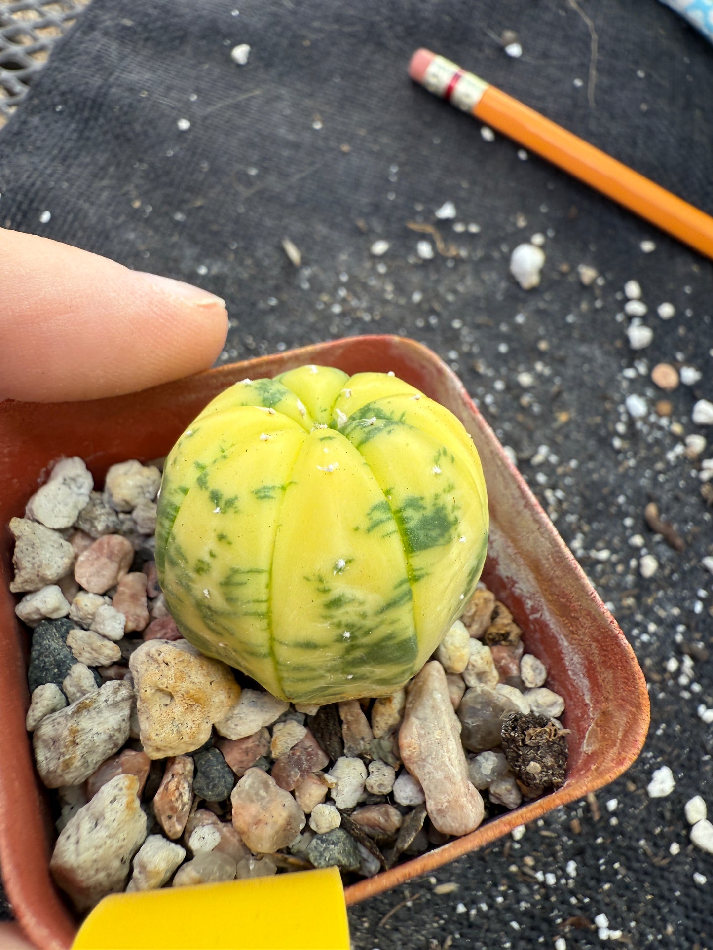 Astrophytum asterias variegated 251