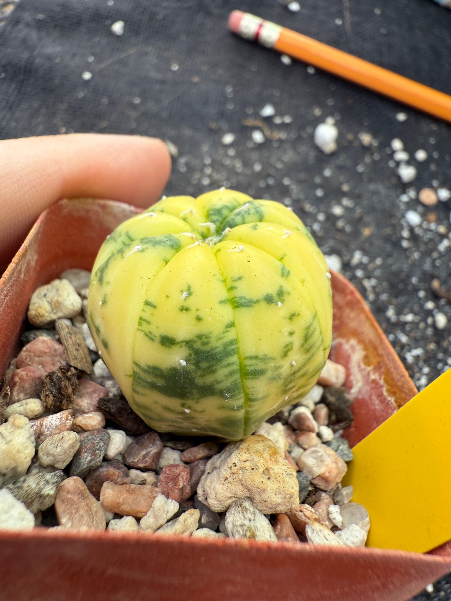 Astrophytum asterias variegated 251