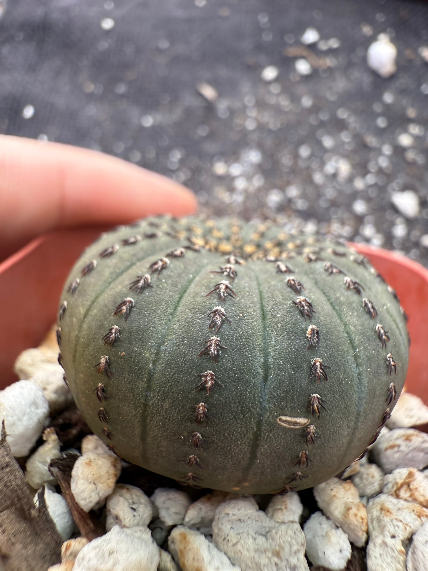 Frailea asteroides rare 184
