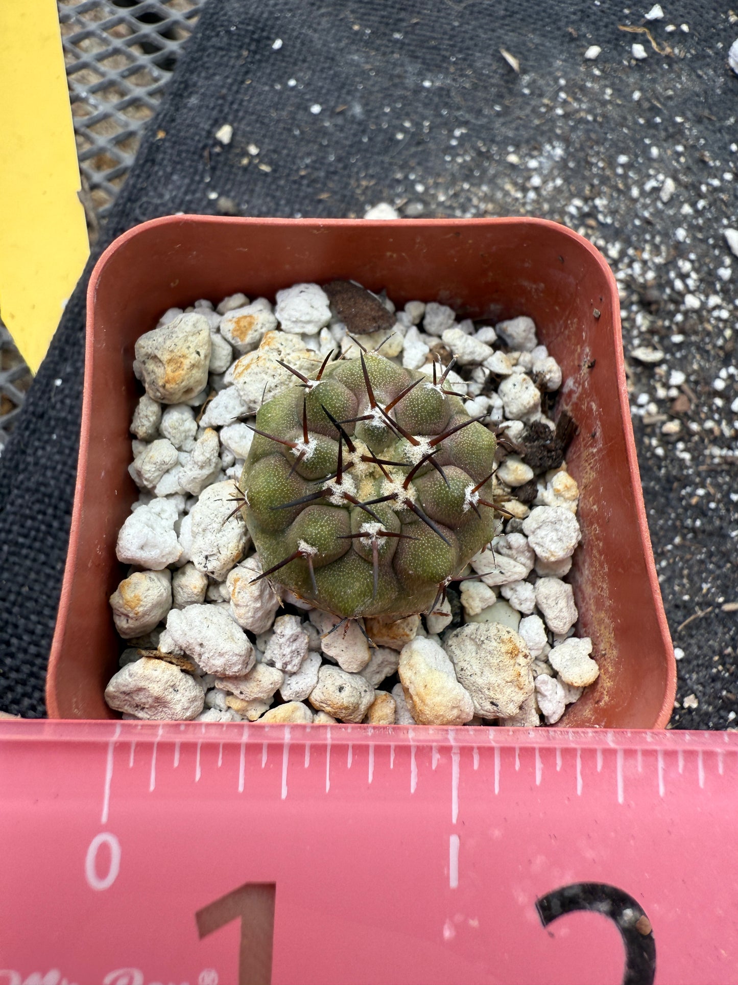 Copiapoa cinerea nice short spines 325