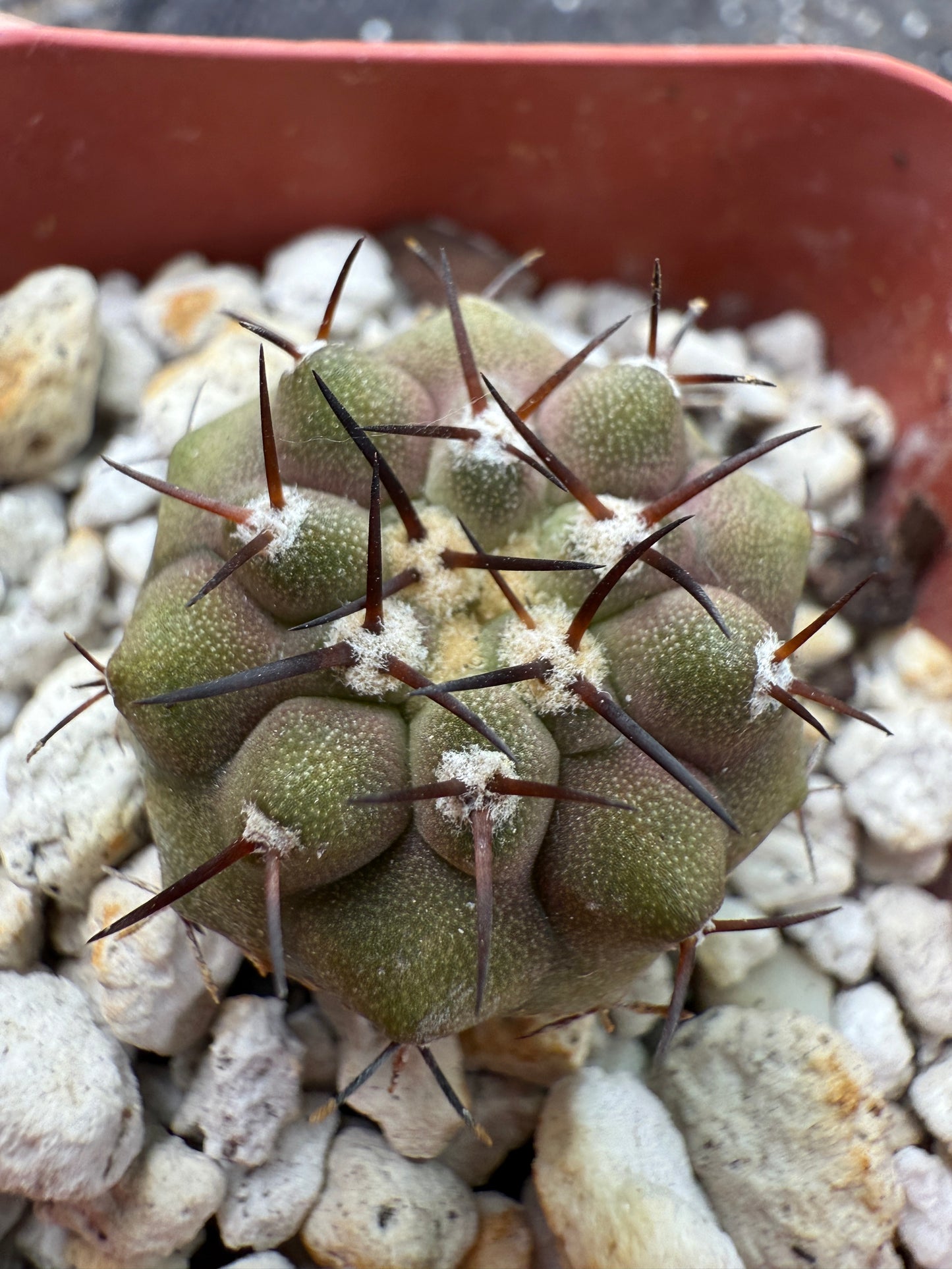 Copiapoa cinerea nice short spines 325