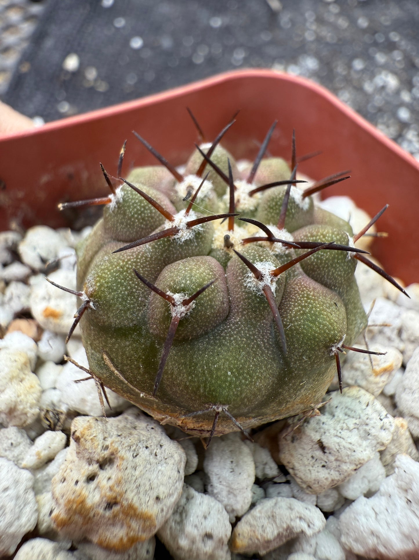Copiapoa cinerea nice short spines 325